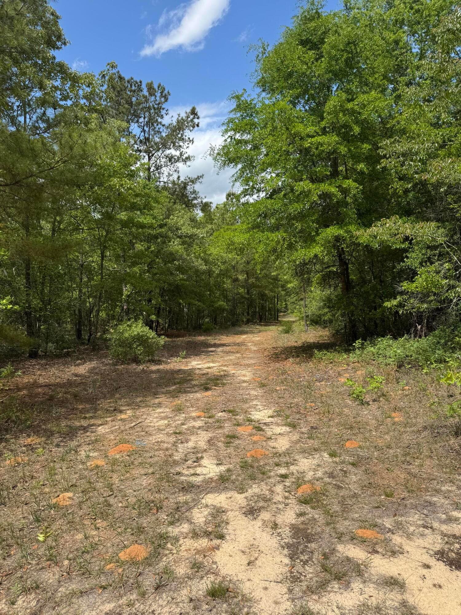 Undeveloped at 745 Wright Allen Road, Blythe, GA 30805, photo 12 of 18