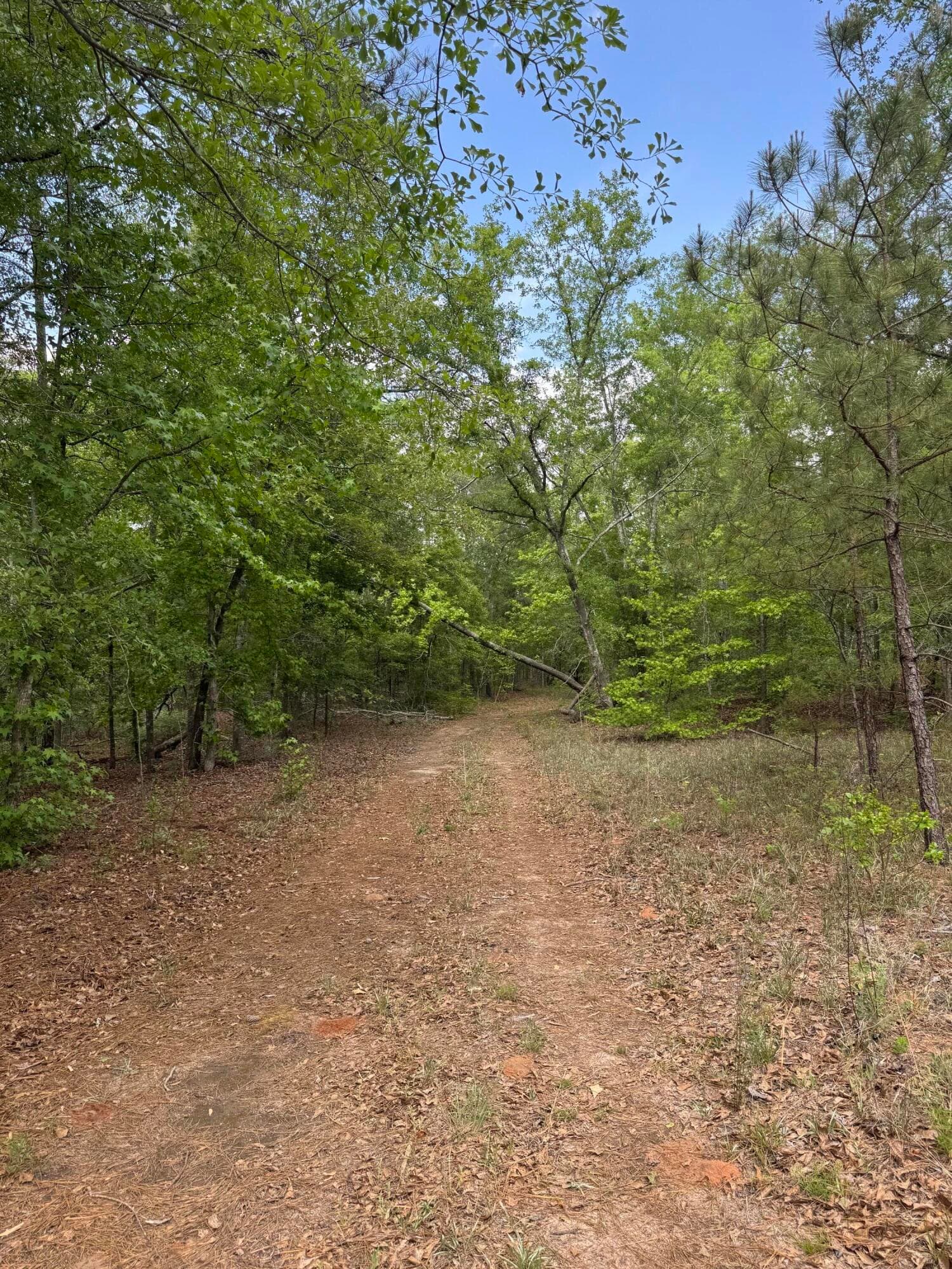 Undeveloped at 745 Wright Allen Road, Blythe, GA 30805, photo 7 of 18