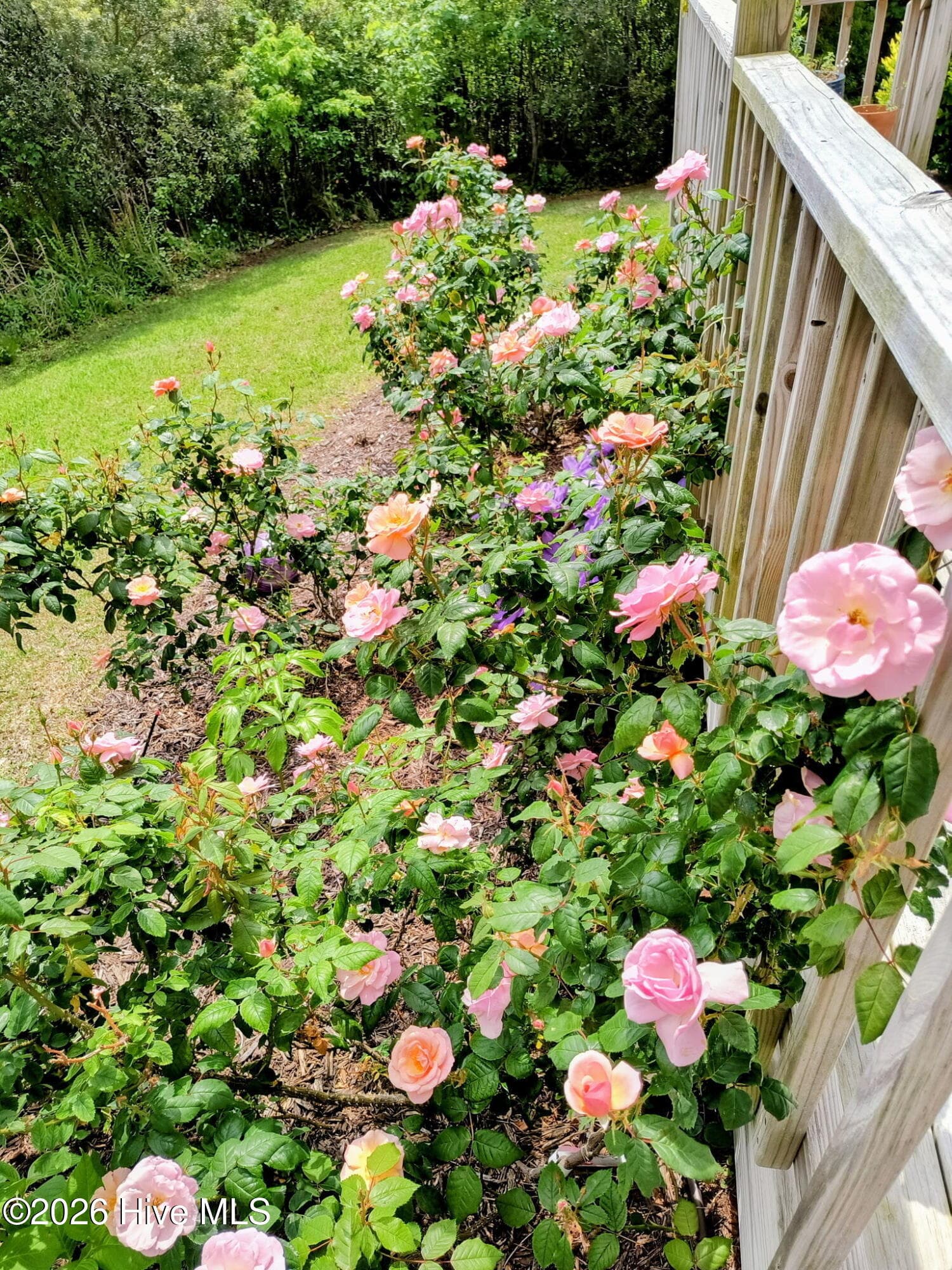Back yard - 603 Trawler Place, Newport, NC 28570, Newport