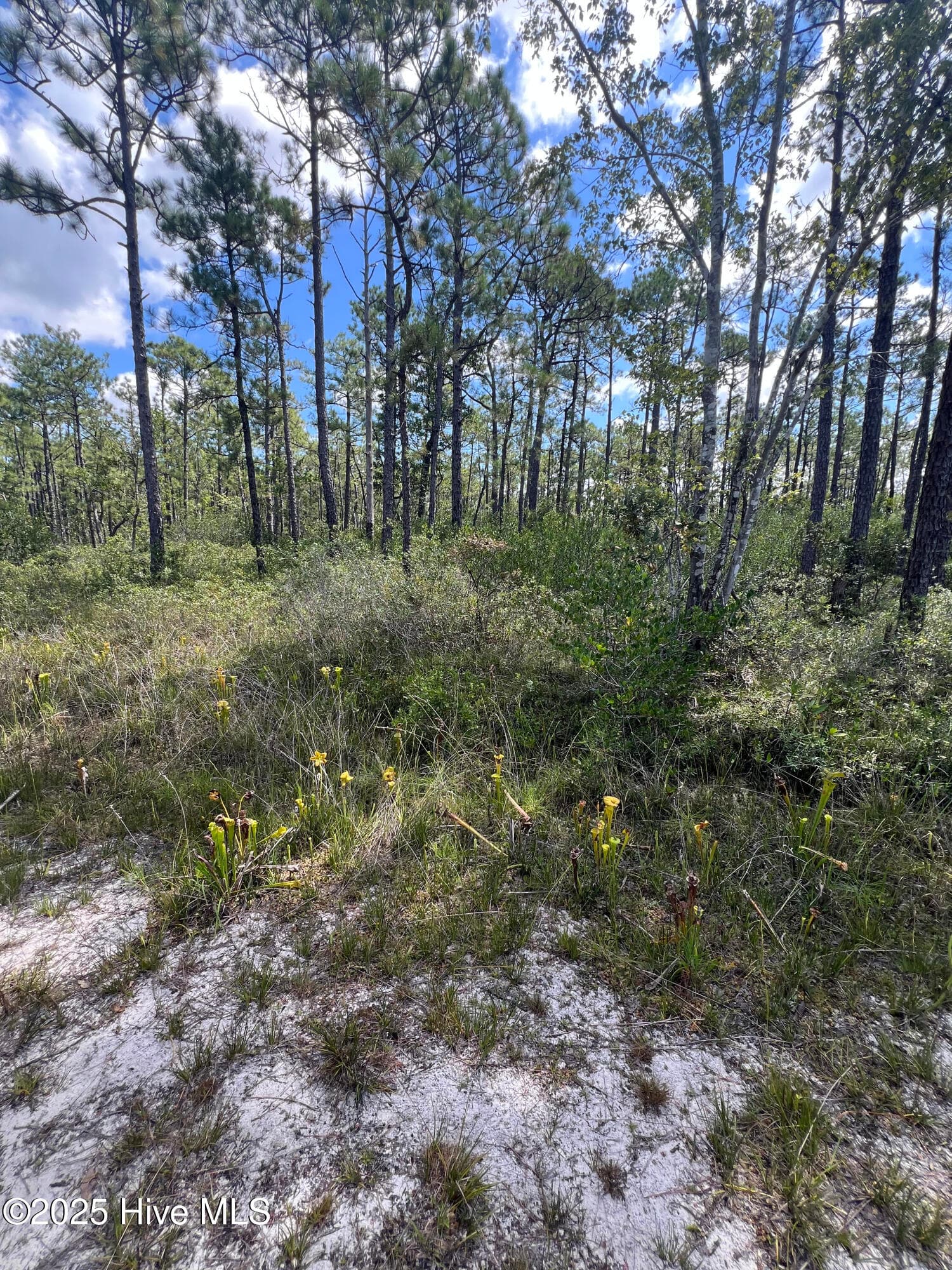Residential Lot at 80 Bohemia Road, Boiling Spring Lakes, NC 28461, photo 3 of 10