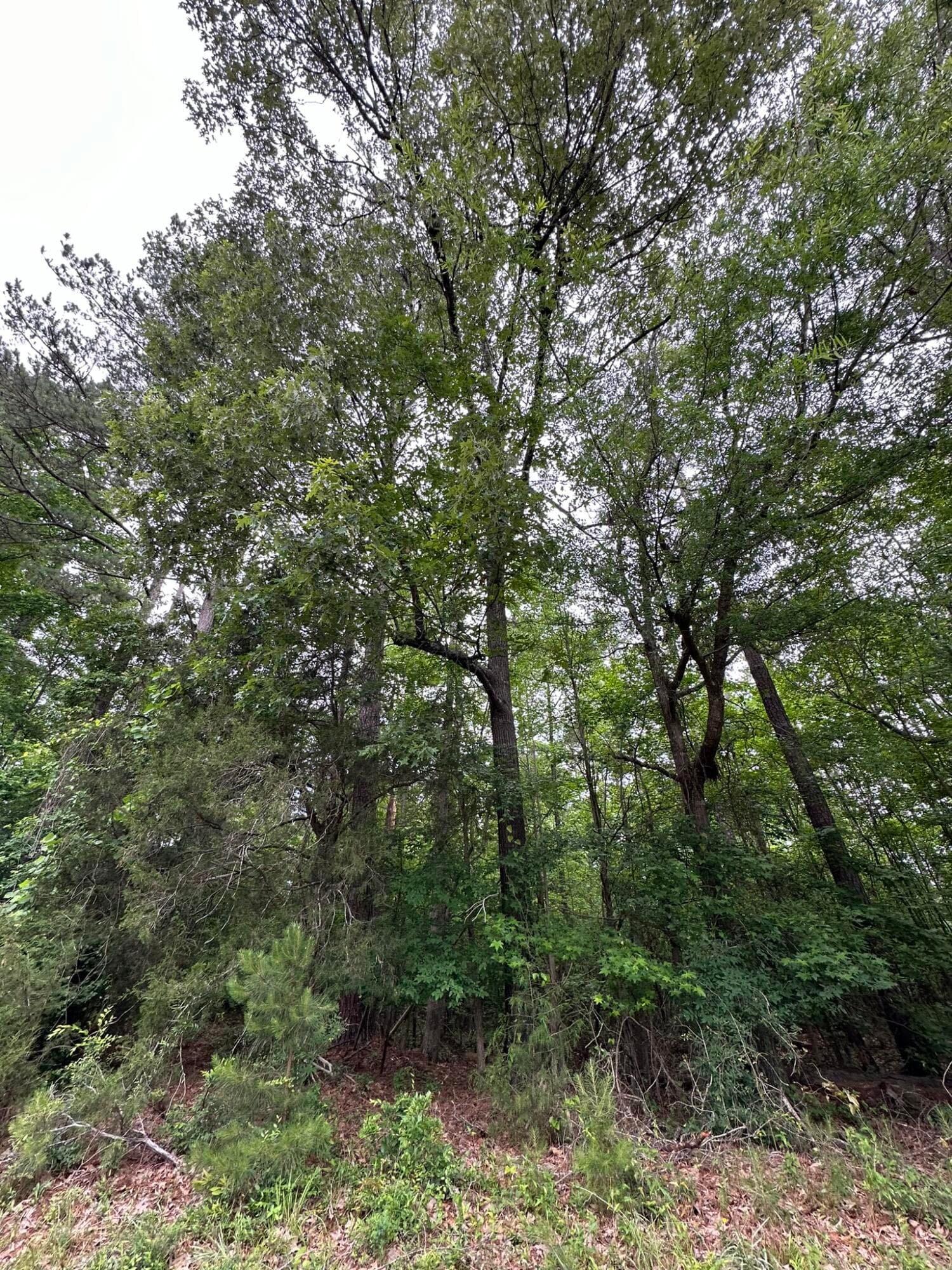 Mixed Use at Lot 3a 3A Elberton Highway, Lincolnton, GA 30817, photo 6 of 27