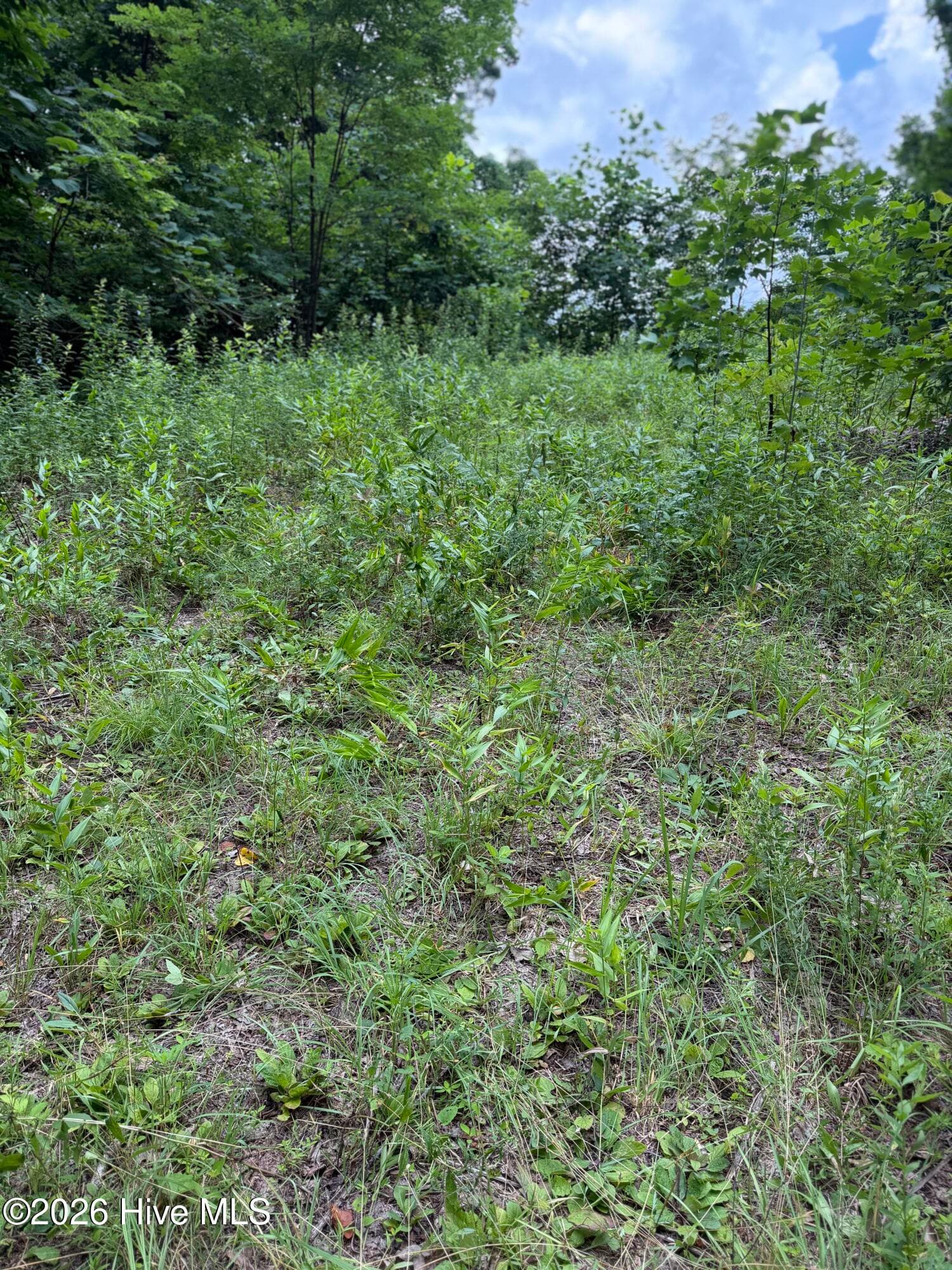 Wooded at Lot 2 Outlook Road, Murphy, NC 28906, photo 6 of 6