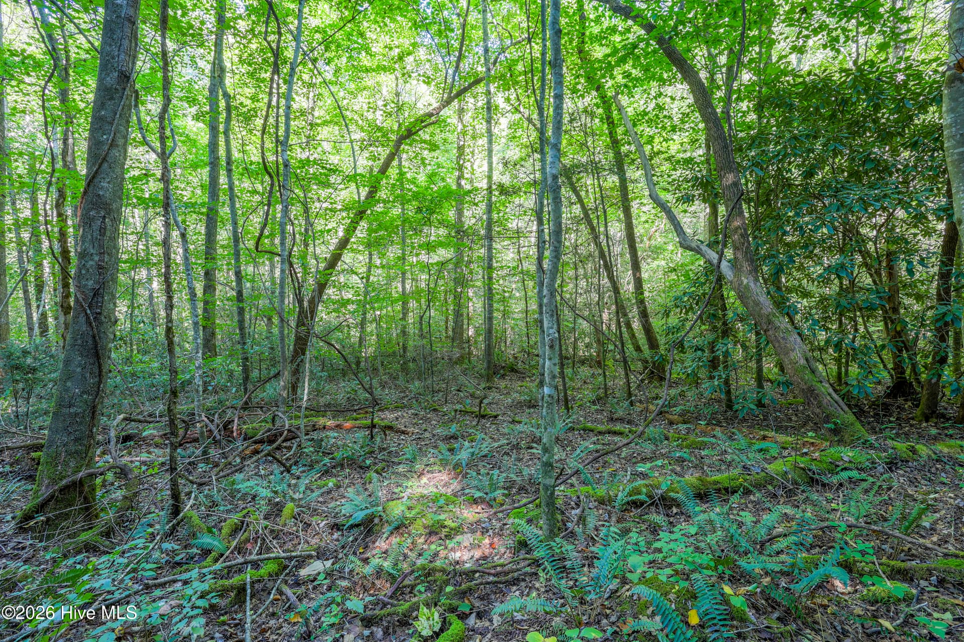 Wooded at 90 Ac Tree House Road, Andrews, NC 28901, photo 3 of 19
