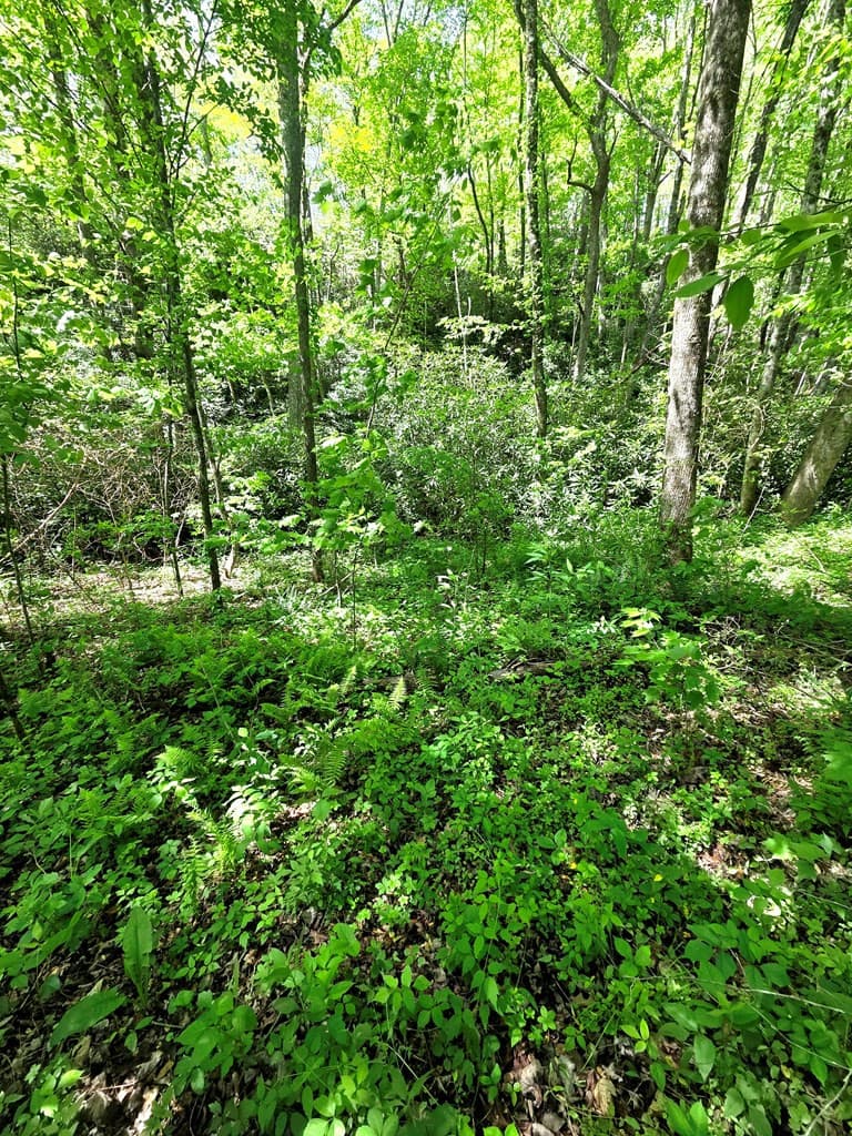 Undeveloped at 00 Vincent Colvin Road, Robbinsville, NC 28771, photo 6 of 18