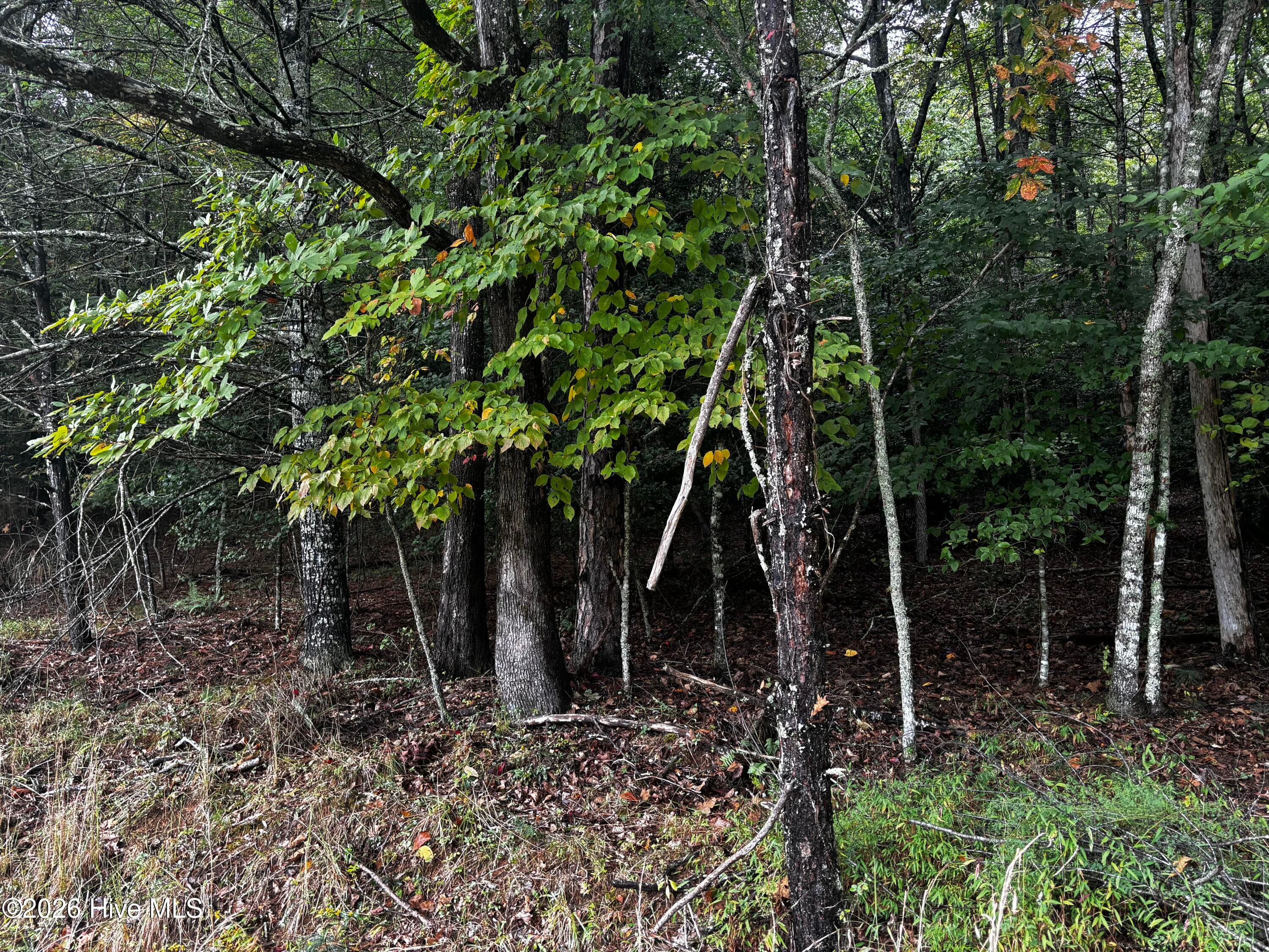 Wooded at Lot 6 6 Joyce Road, Murphy, NC 28906, photo 4 of 5