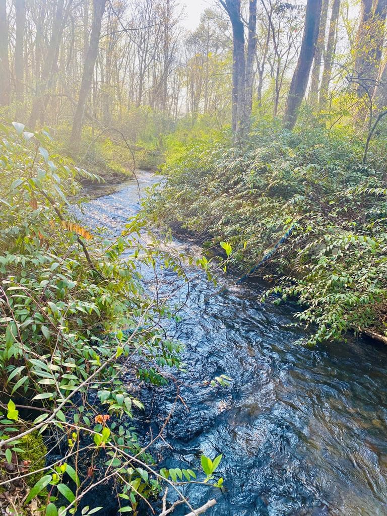 Lot 5 Carringer Road, Robbinsville, NC 28771