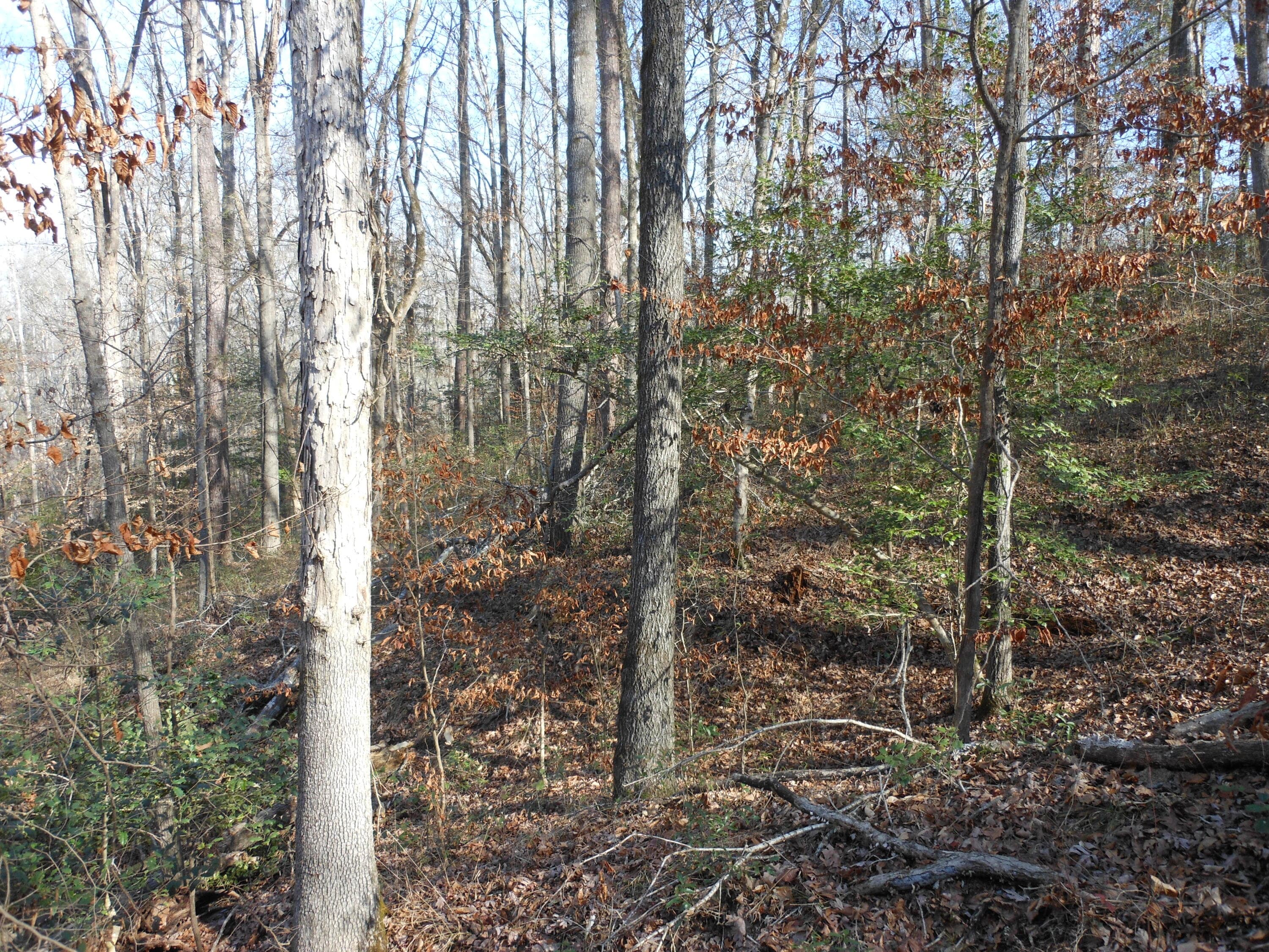 Undeveloped at 0 Ponderosa Road, Waynesboro, GA 30830, photo 43 of 45