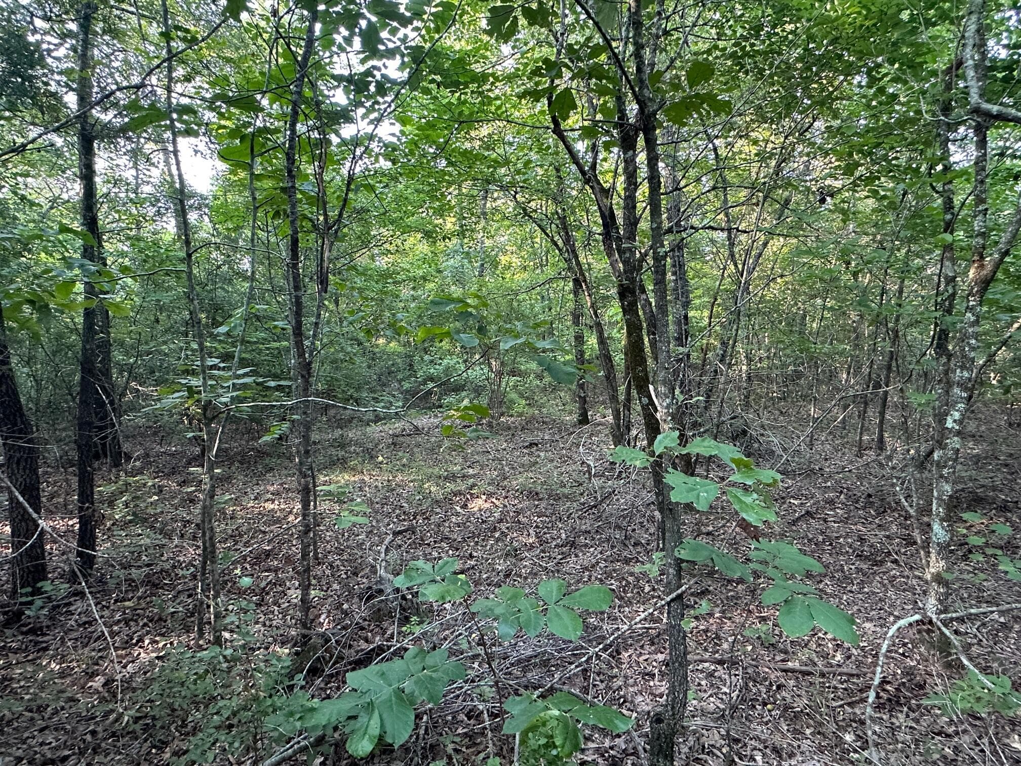 Undeveloped at 2576 Jessie James Pond Road, Wrens, GA 30833, photo 38 of 56