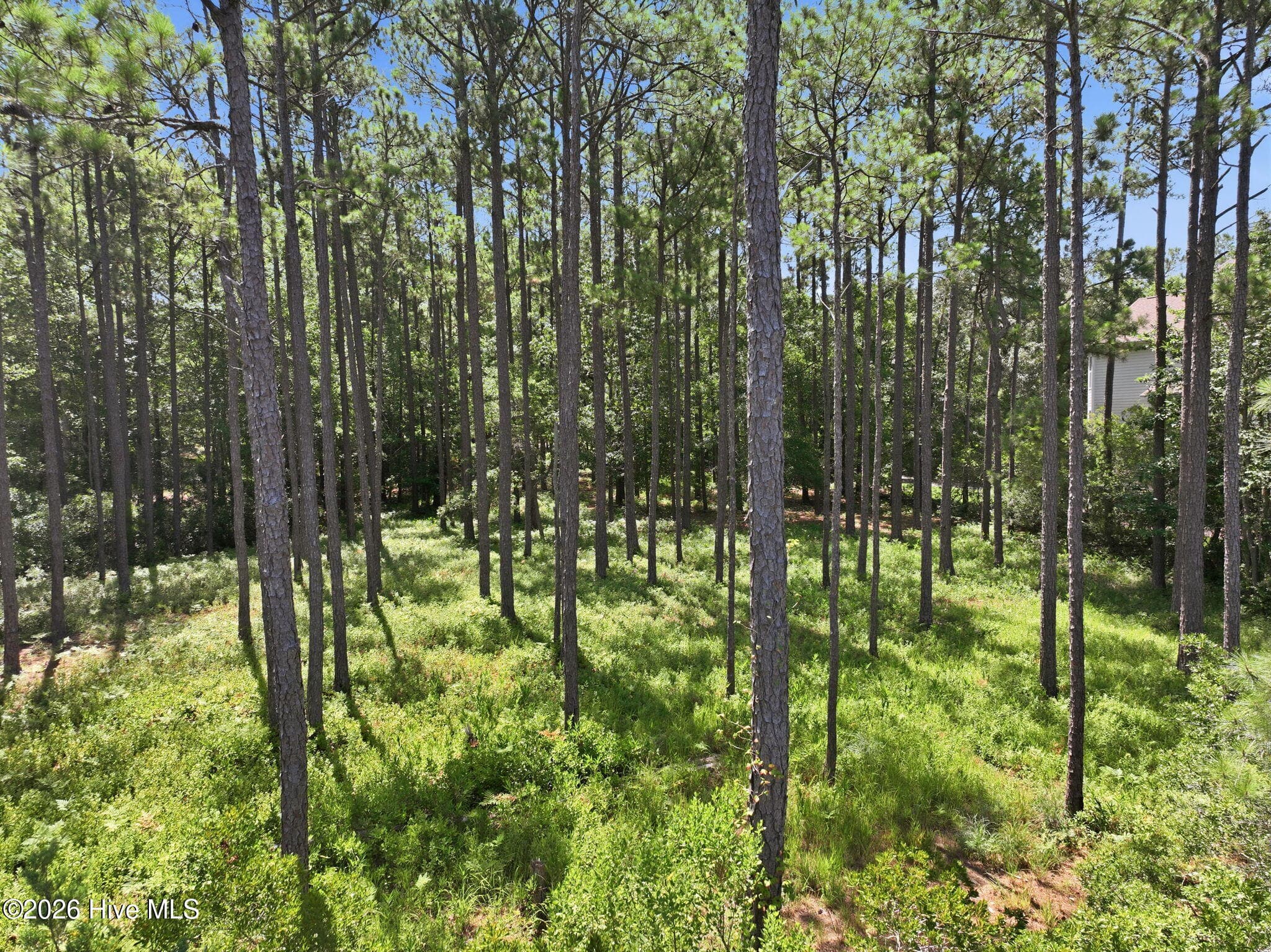 Looking Back towards the Road - 123 White Swan Way, Swansboro, NC 28584