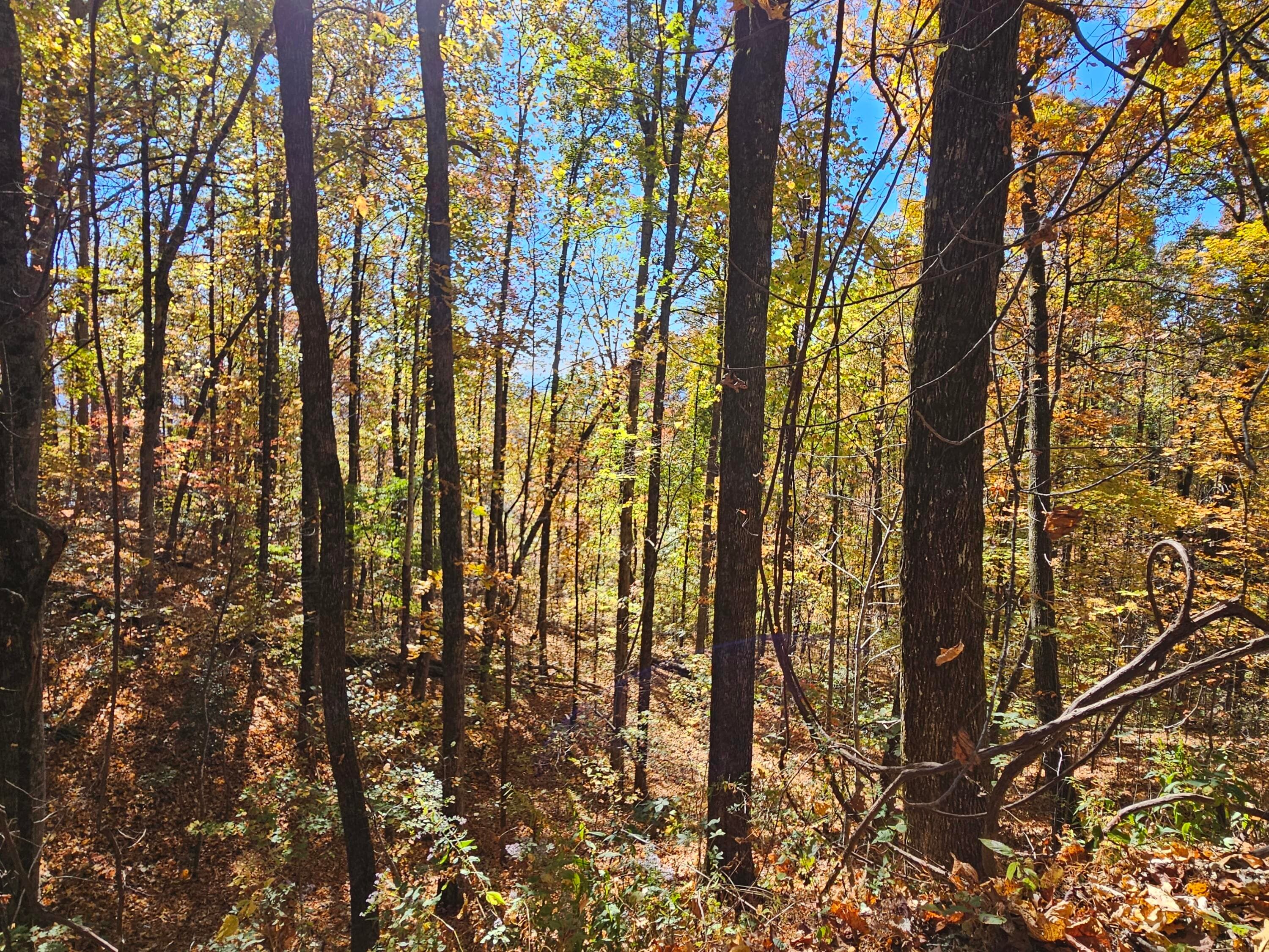 Undeveloped at 0 Confederate Drive, Clayton, GA 30525, photo 23 of 30