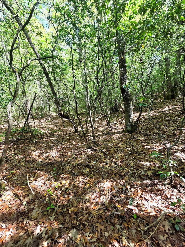 Undeveloped at 00 Vincent Colvin Road, Robbinsville, NC 28771, photo 14 of 18