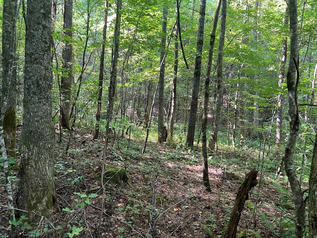 Undeveloped at 00 Rj Mountain View Drive, Murphy, NC 28906, photo 6 of 6