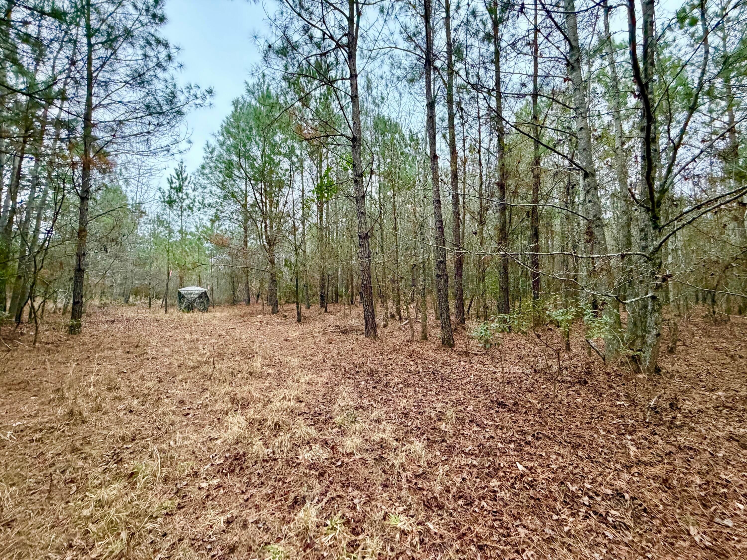 Undeveloped at Tract 3 Ga-305, Midville, GA 30441, photo 7 of 14