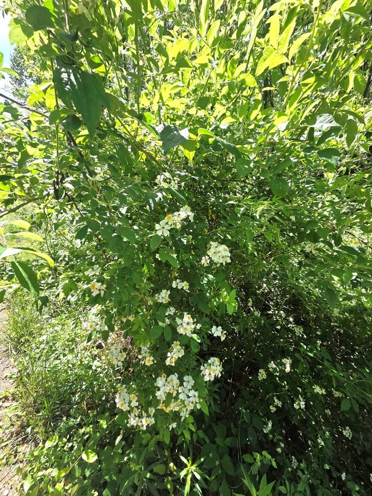Undeveloped at 00 Vincent Colvin Road, Robbinsville, NC 28771, photo 15 of 18