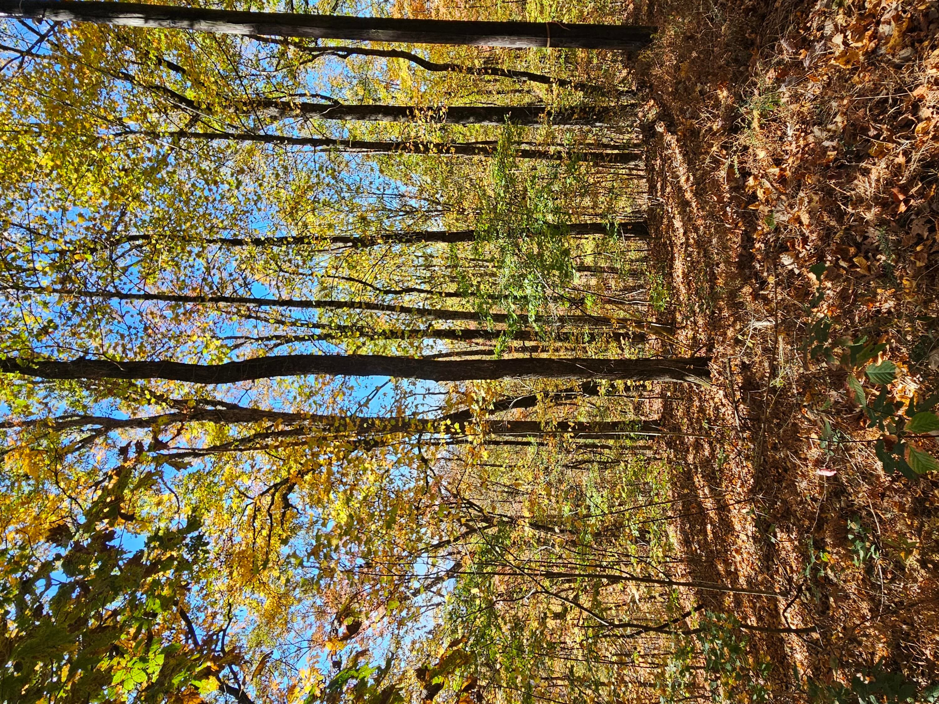 Undeveloped at 0 Confederate Drive, Clayton, GA 30525, photo 6 of 30