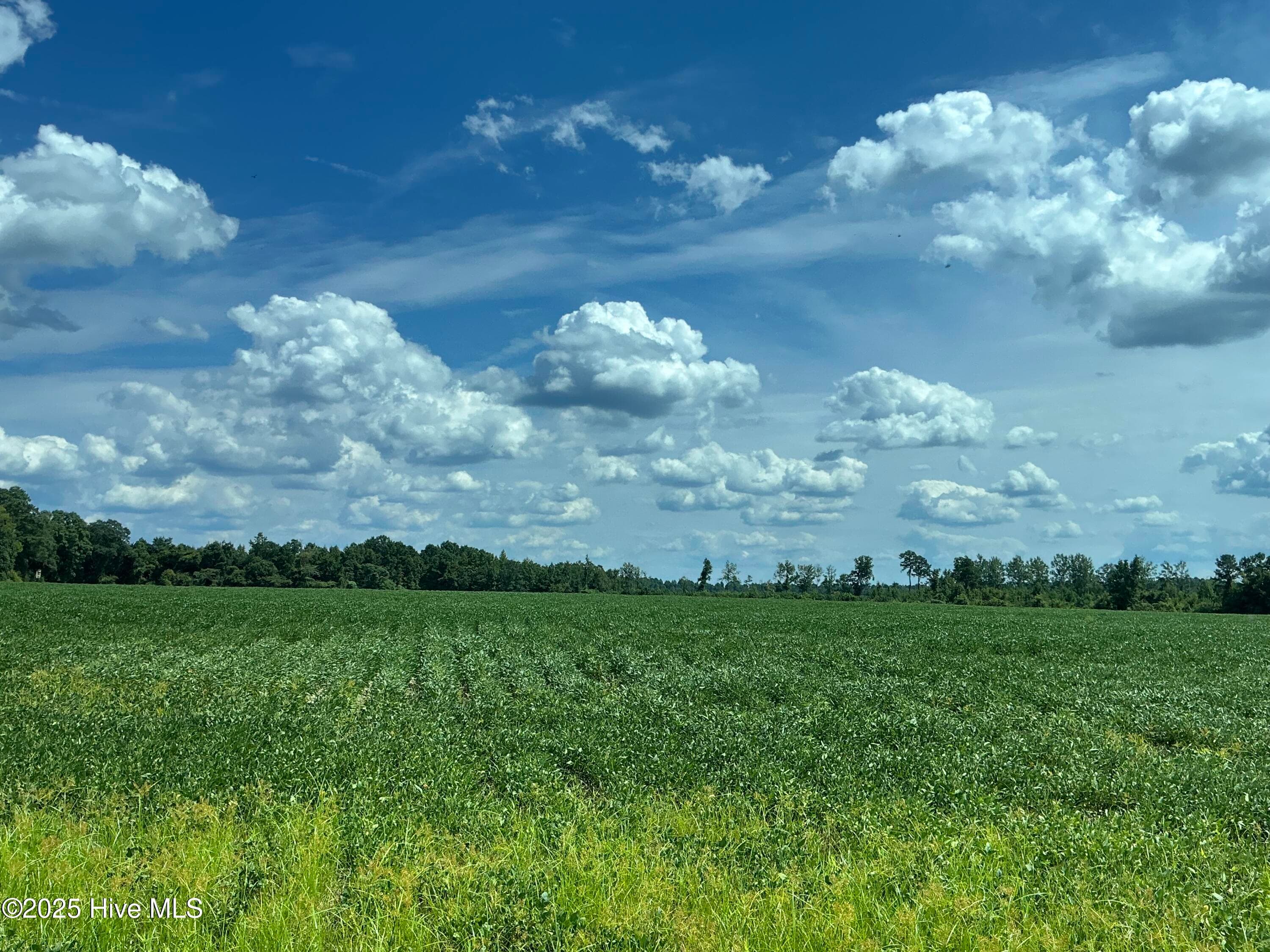 Farm at 0 Near 685 Rossie Ober Road, Whiteville, NC 28472, photo 5 of 9