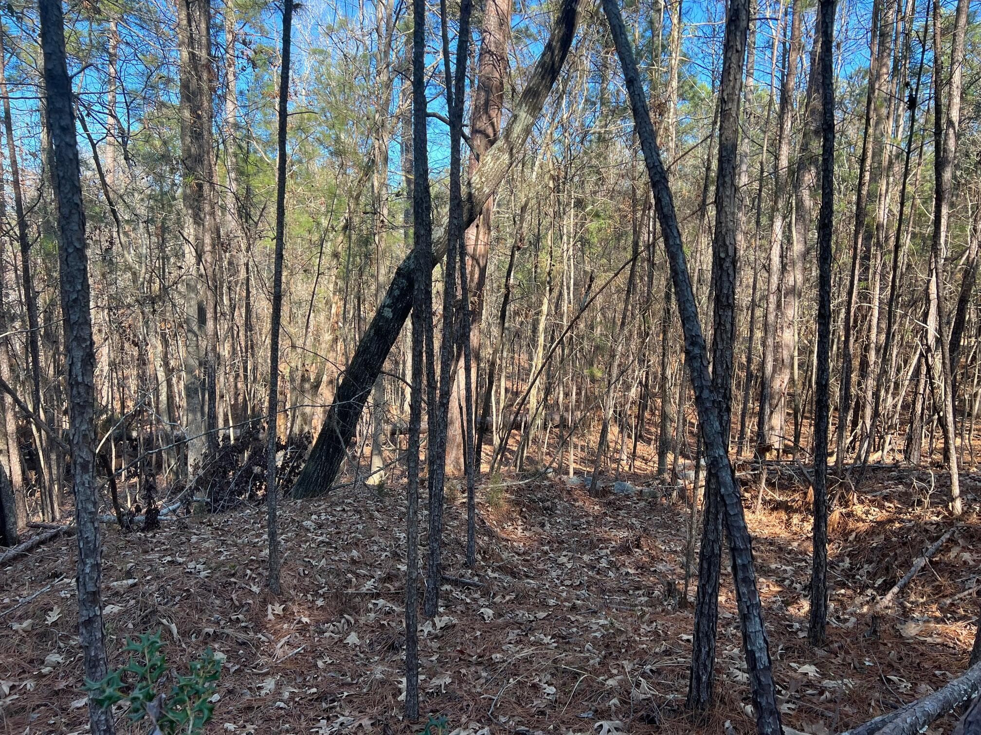 Residential Lot at 24-17 Madison Dr. Drive, McCormick, SC 29835, photo 5 of 6