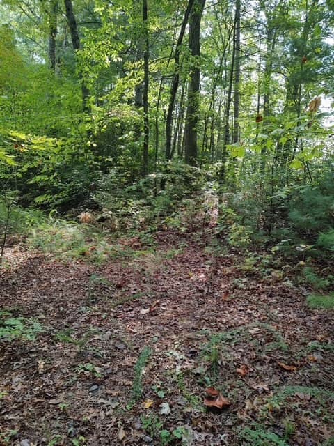 Land at 0 Yellow Branch Sr 1241, Robbinsville, NC 28771, photo 3 of 7