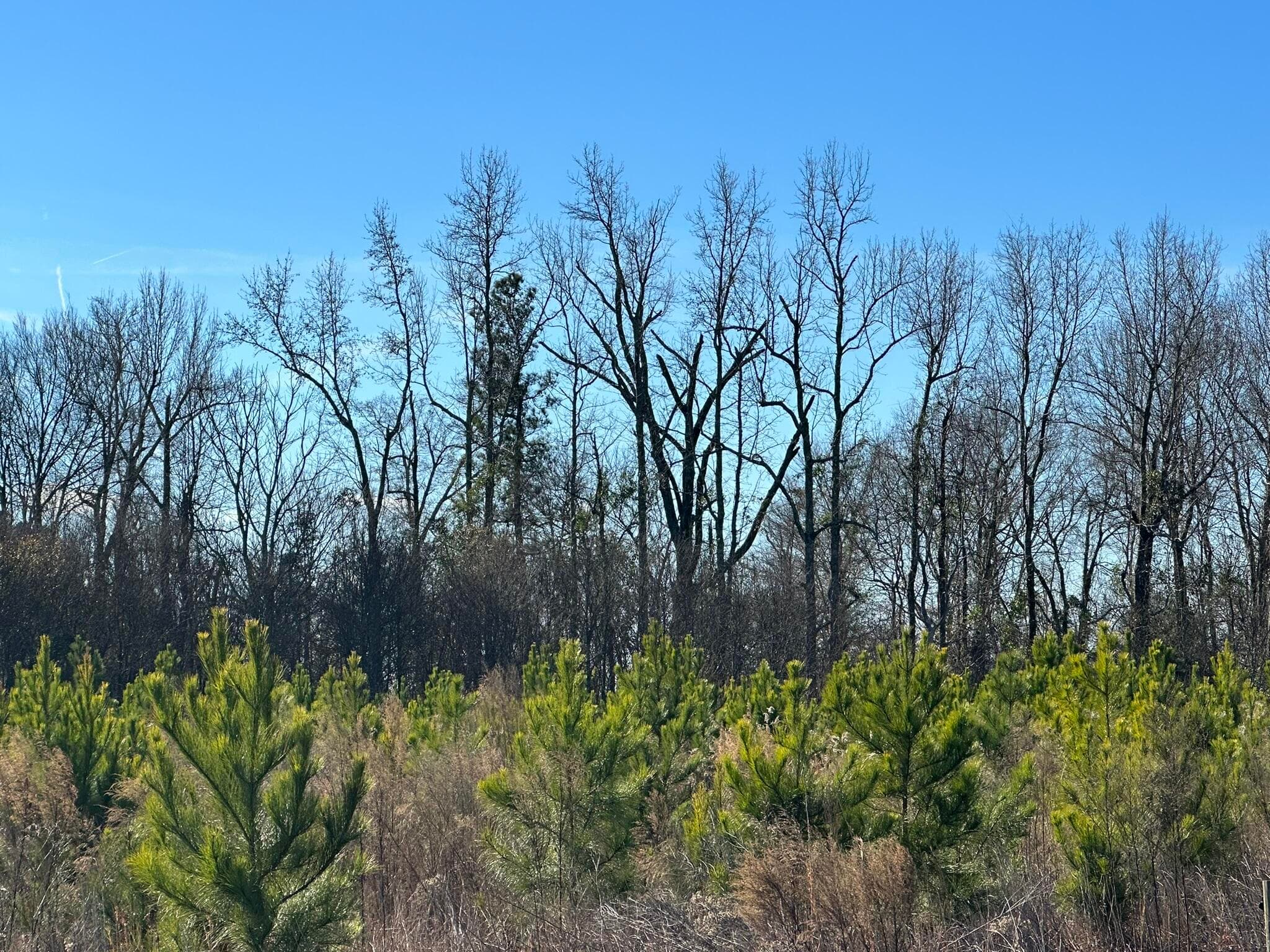 Residential Lot at Lot 6 6 Triangle Road, Louisville, GA 30434, photo 3 of 10