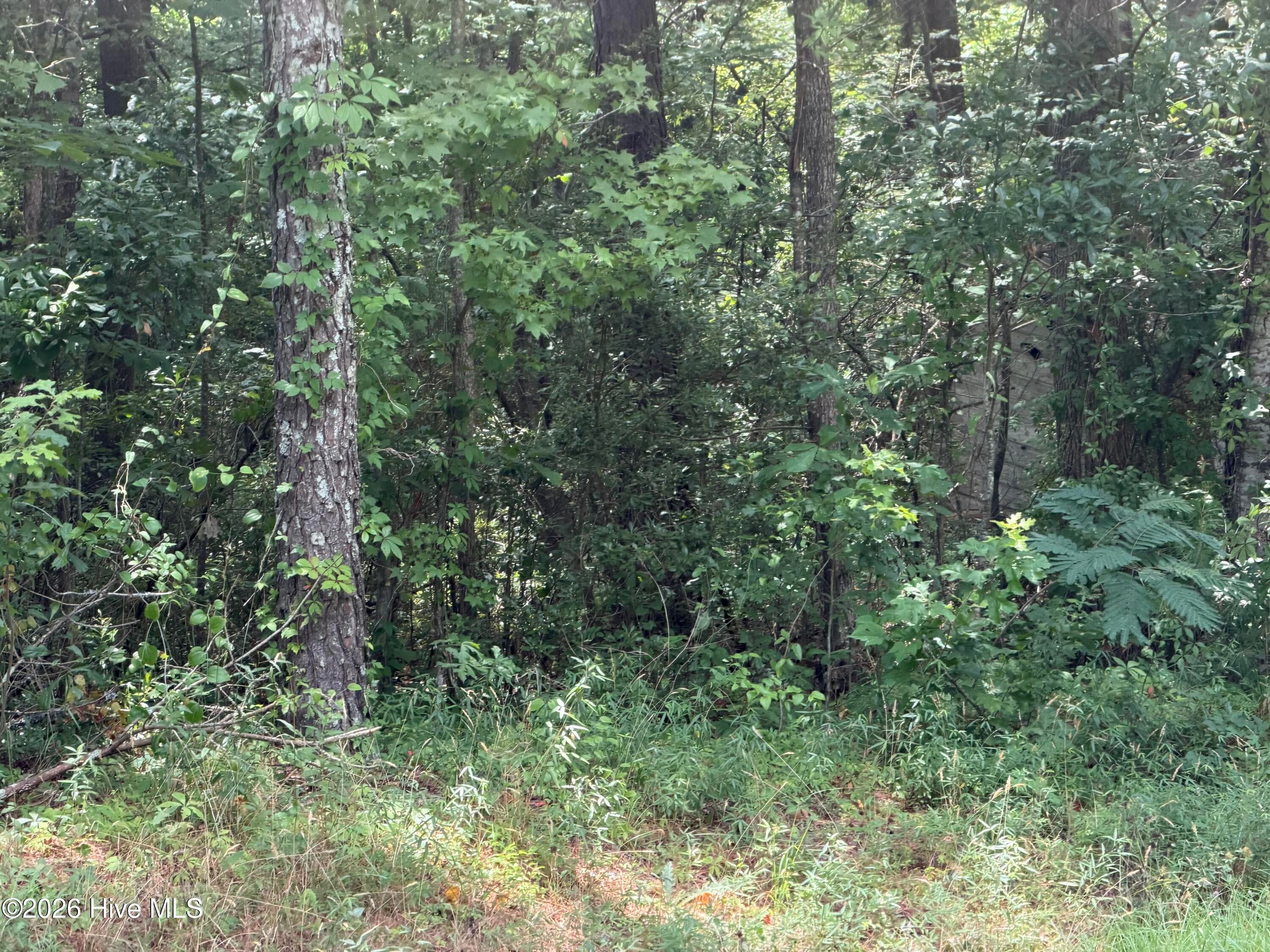 Residential Lot at 0 Sr 1916 & 1917, Aurora, NC 27806, photo 4 of 8