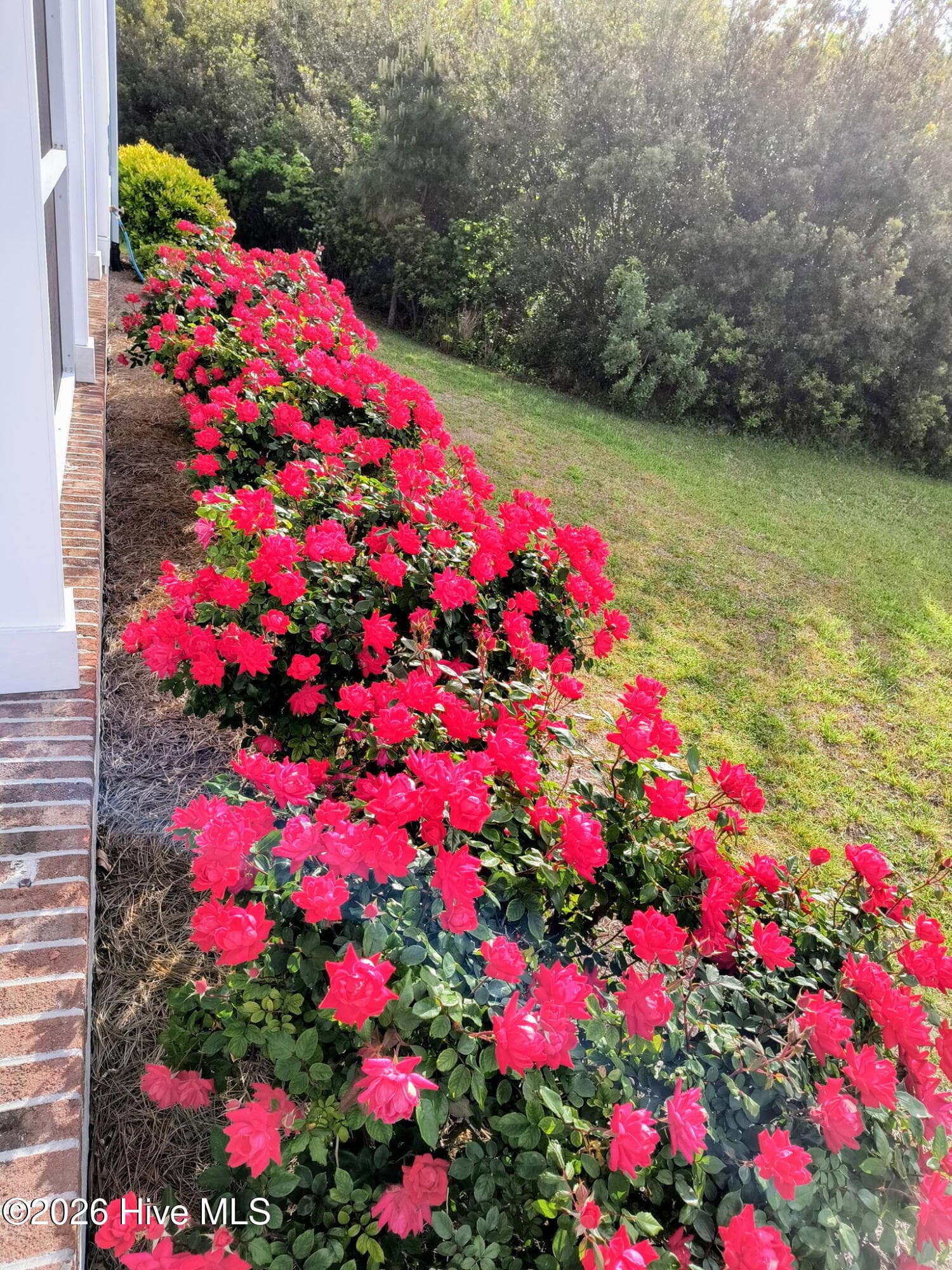 Back yard - 603 Trawler Place, Newport, NC 28570, Newport