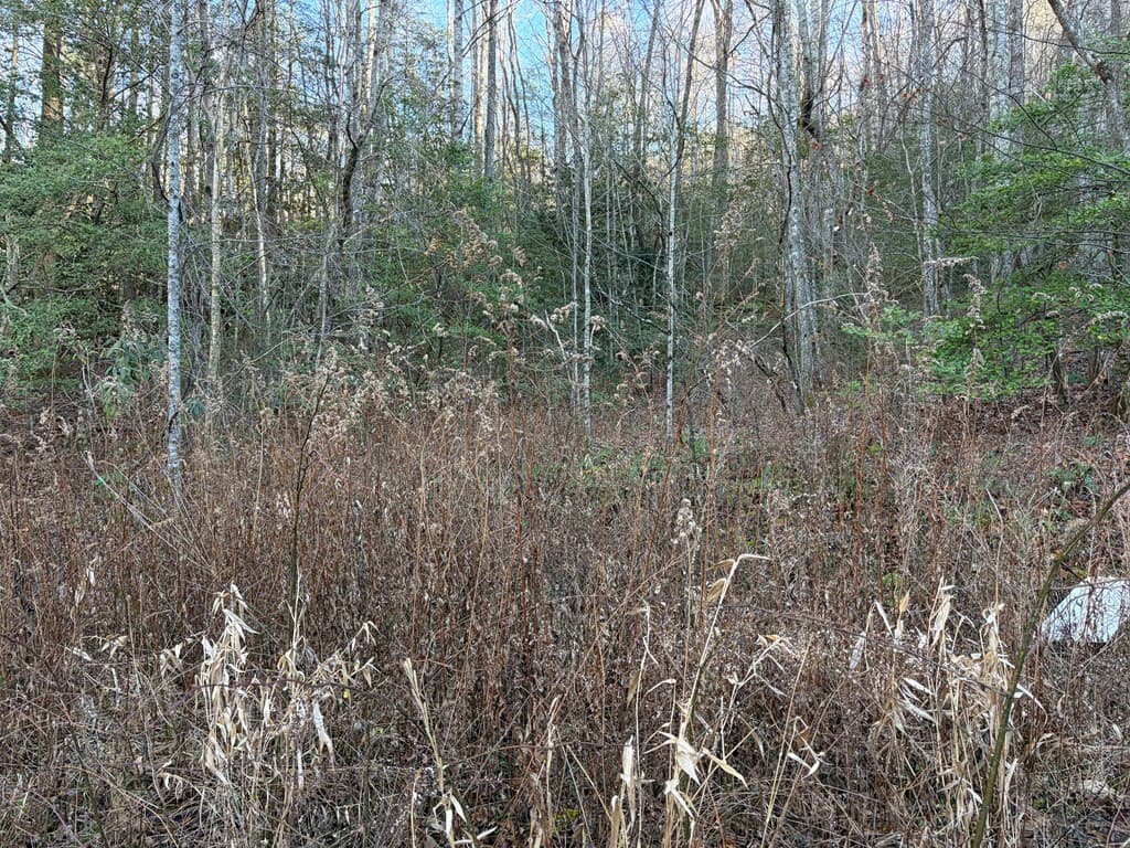 Wooded at 00 23 Old Faber Road, Topton, NC 28781, photo 6 of 10