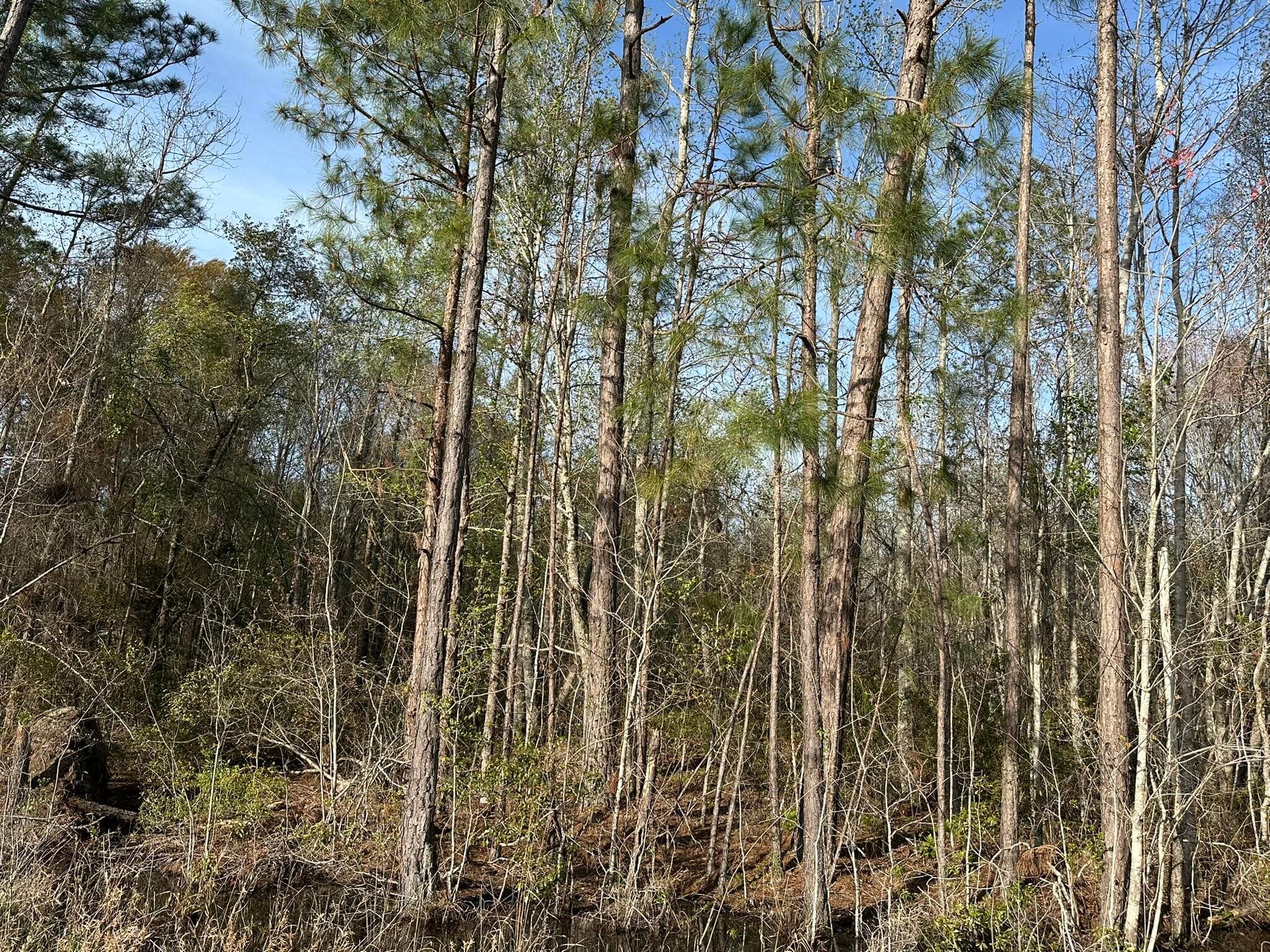 Residential Lot at Lot 12 Robin Boulevard, Swainsboro, GA 30401, photo 5 of 11
