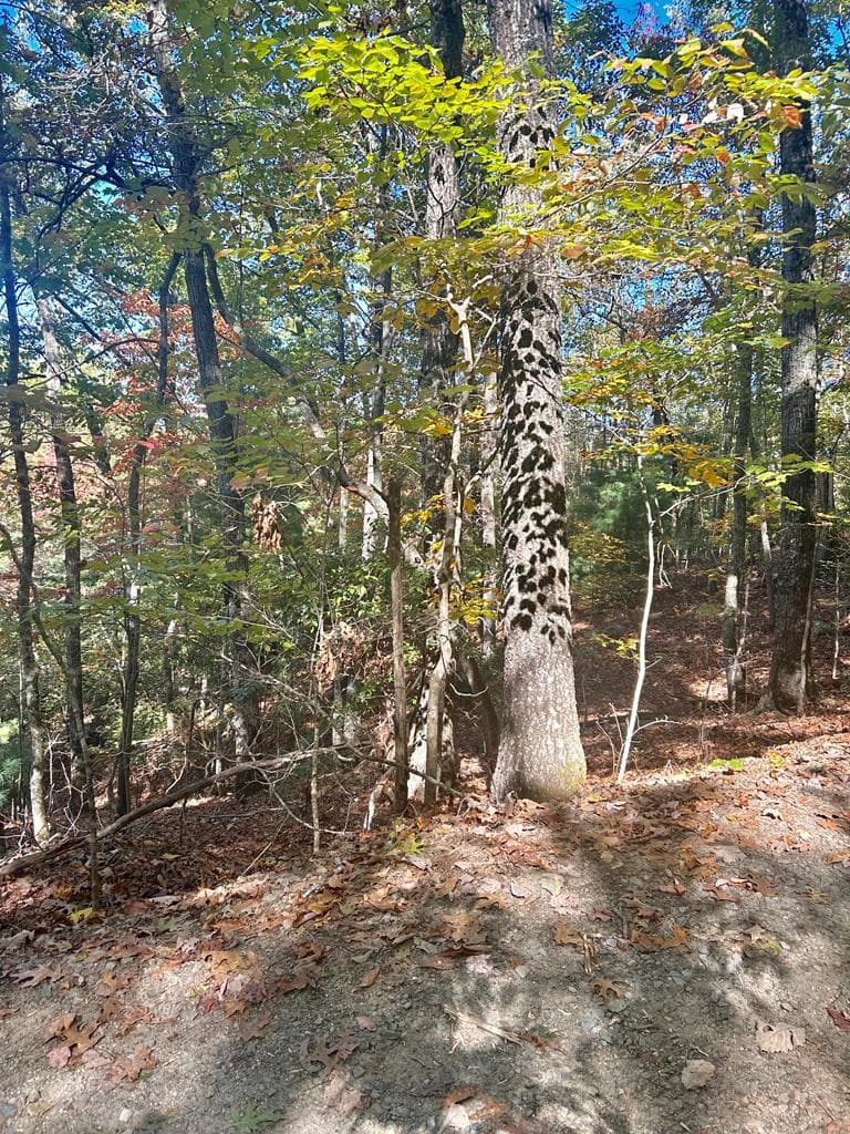 Residential Lot at Lot 4 4 Ridgeline, Brasstown, NC 28902, photo 3 of 4