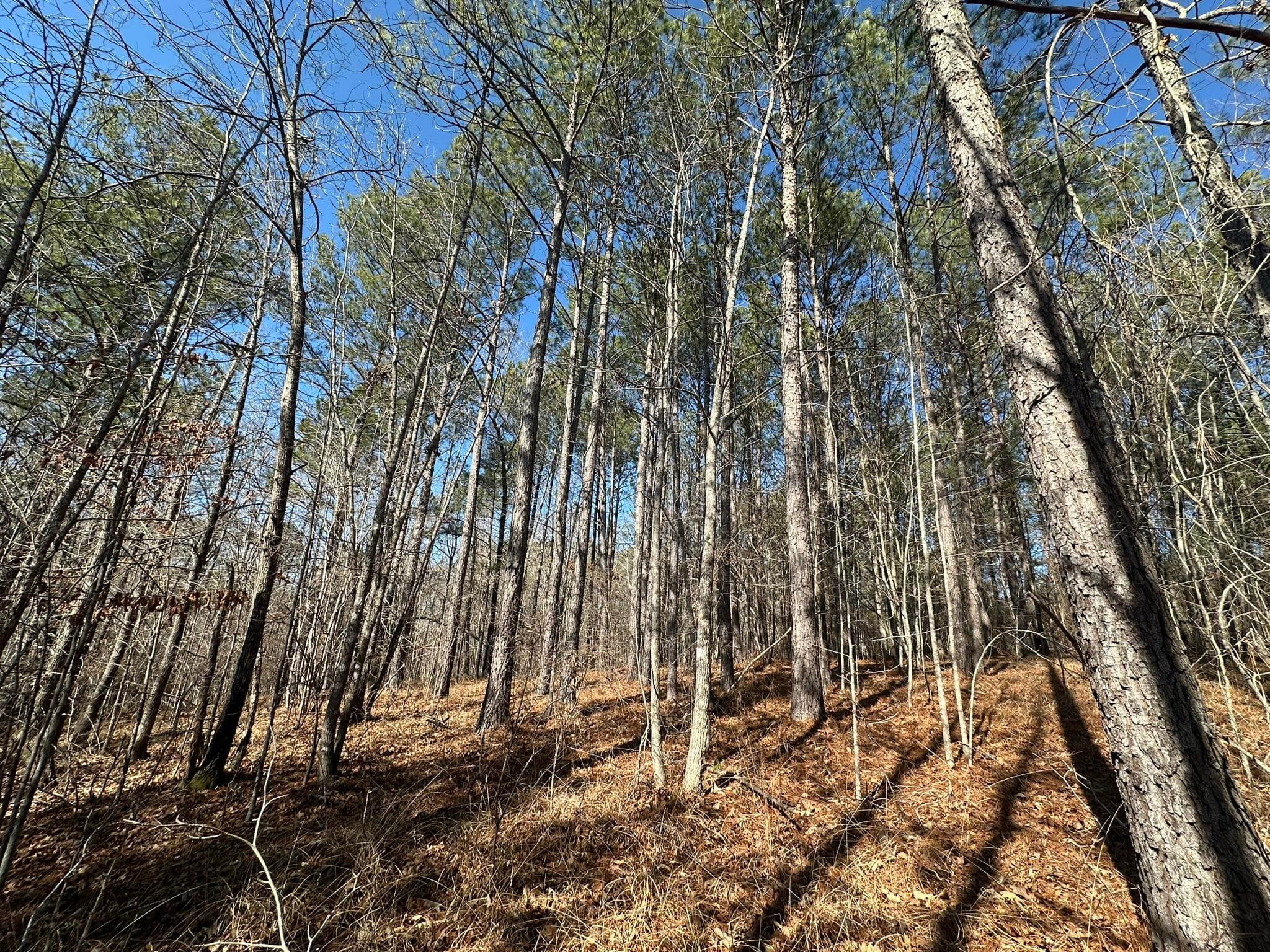Residential Lot at Lot 31 31 Willow Way, Lincolnton, GA 30817, photo 5 of 24