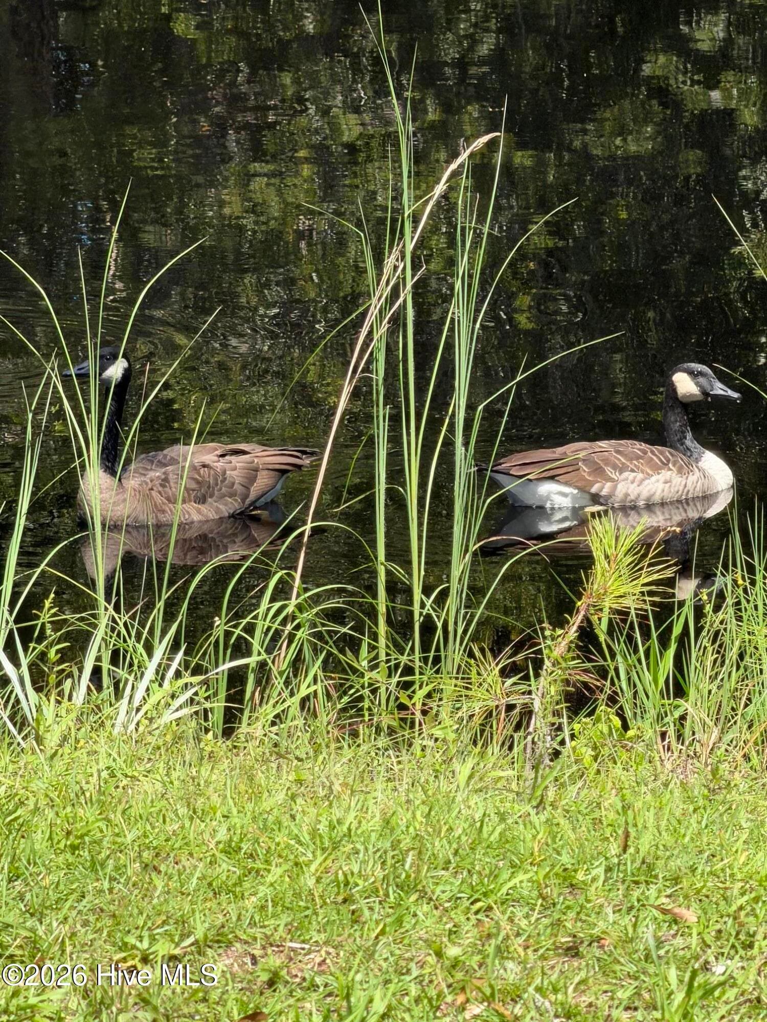 Geese on the pond - 606 Galley Court, Hampstead, NC 28443