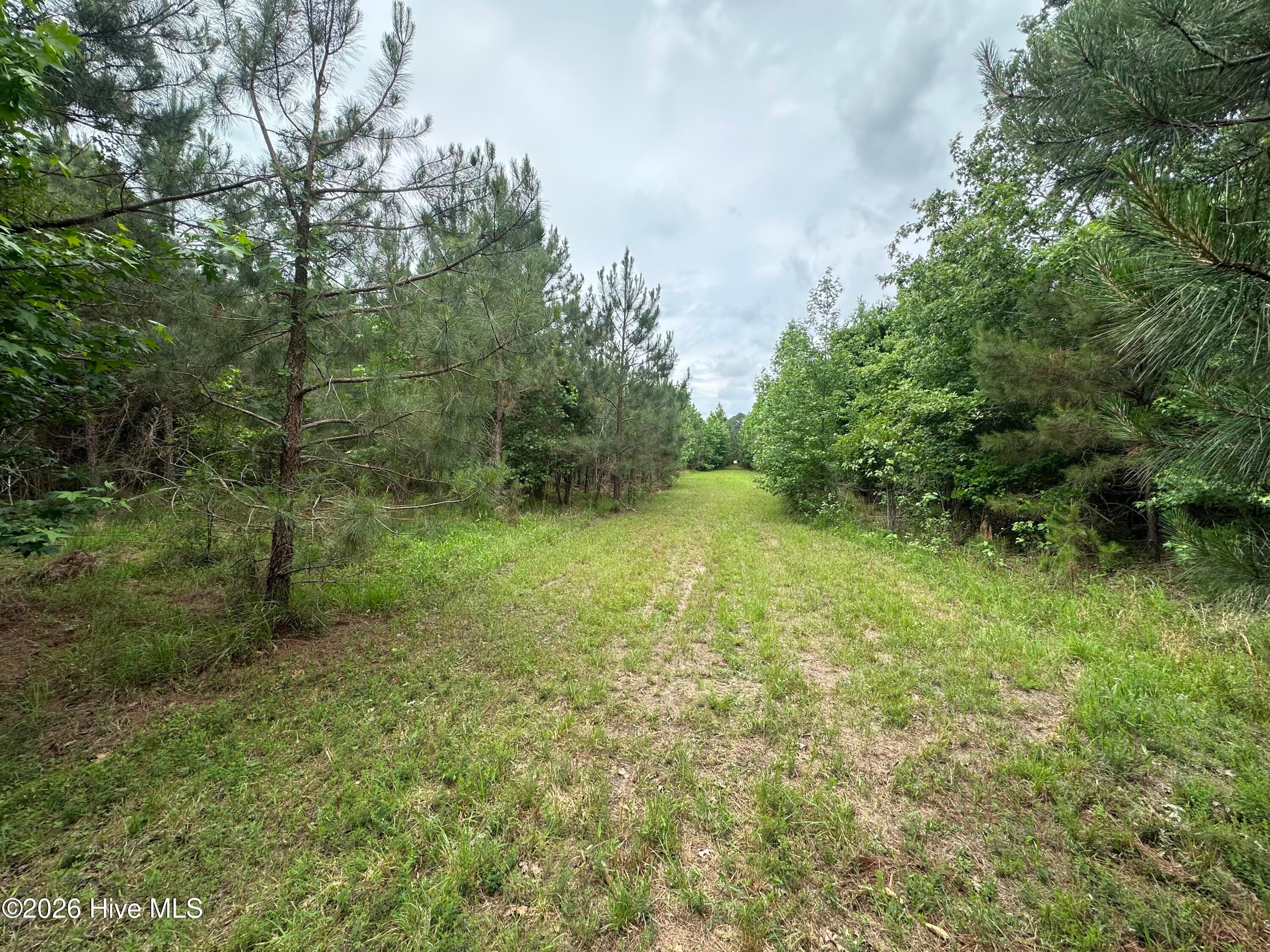 Undeveloped at 0 Colice Hall Lane, Ahoskie, NC 27910, photo 4 of 20