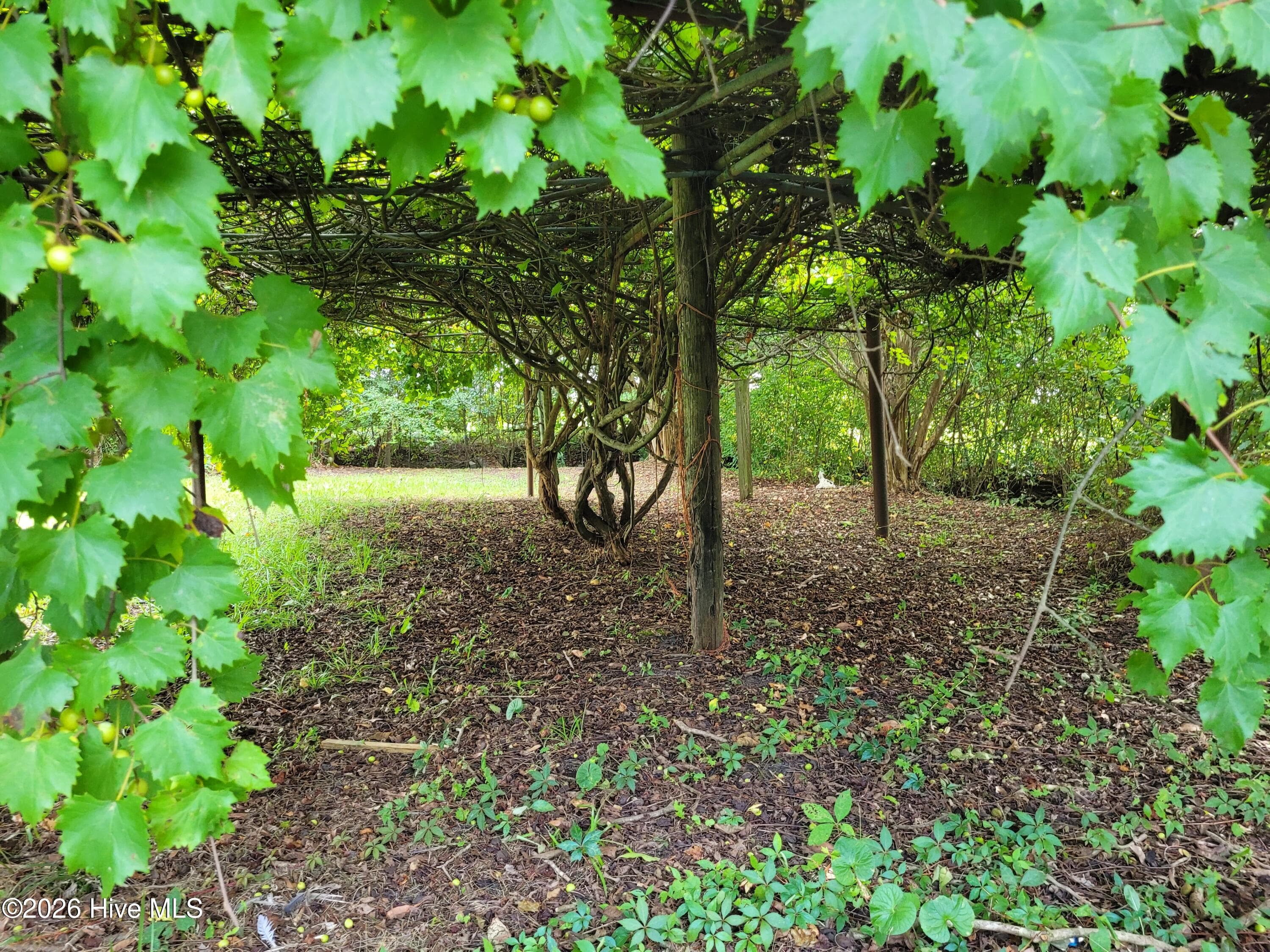Grape Vine Pergola - 1554 Nc 102 E, Ayden, NC 28513