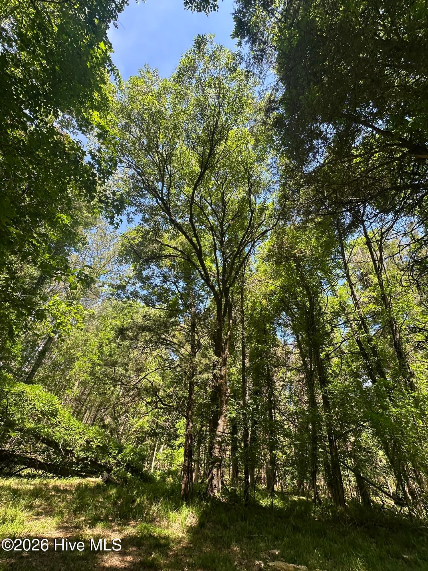 Agriculture at Lot 4 Saggus Road, Washington, GA 30673, photo 12 of 25