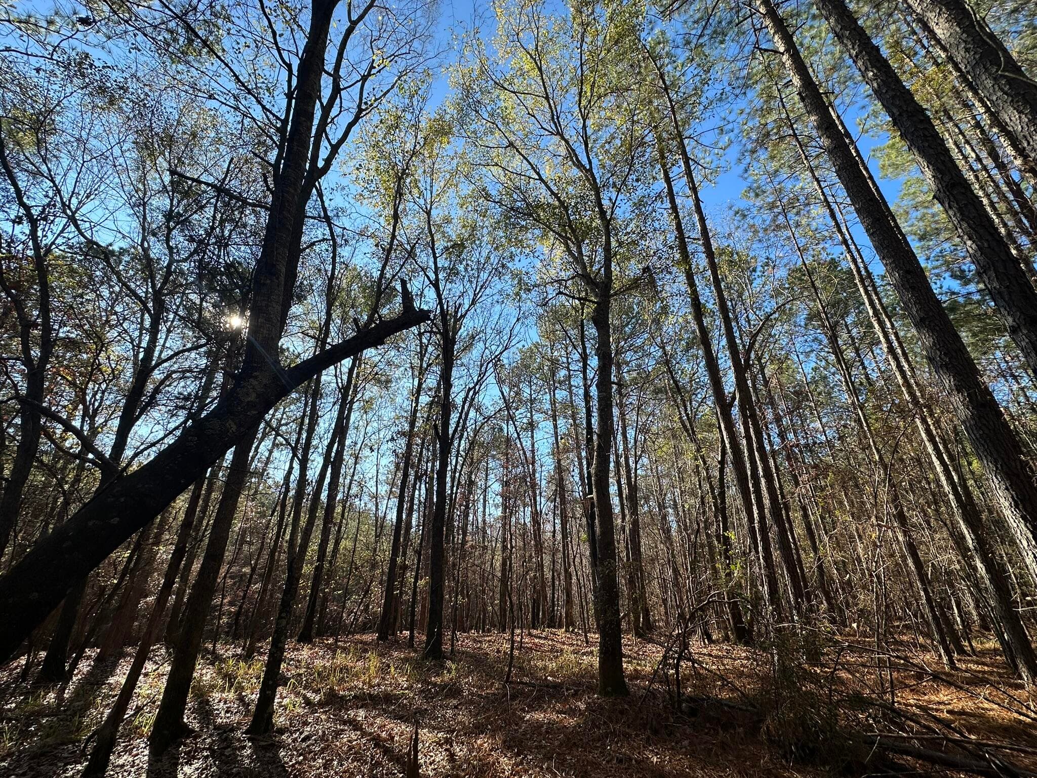 Residential Lot at 1252 294 Rogers Road, Tignall, GA 30668, photo 7 of 29