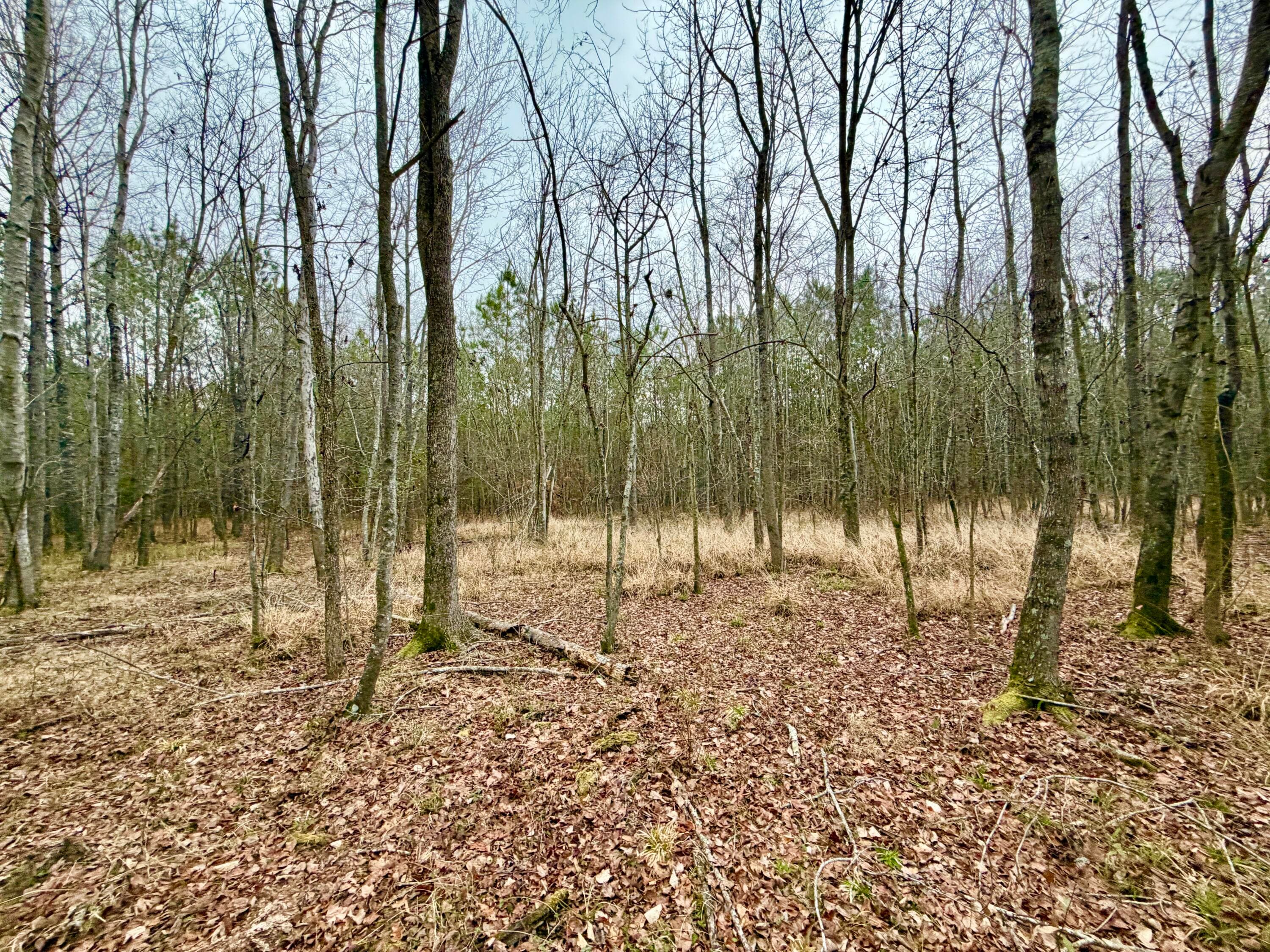 Undeveloped at Tract 3 Ga-305, Midville, GA 30441, photo 11 of 14