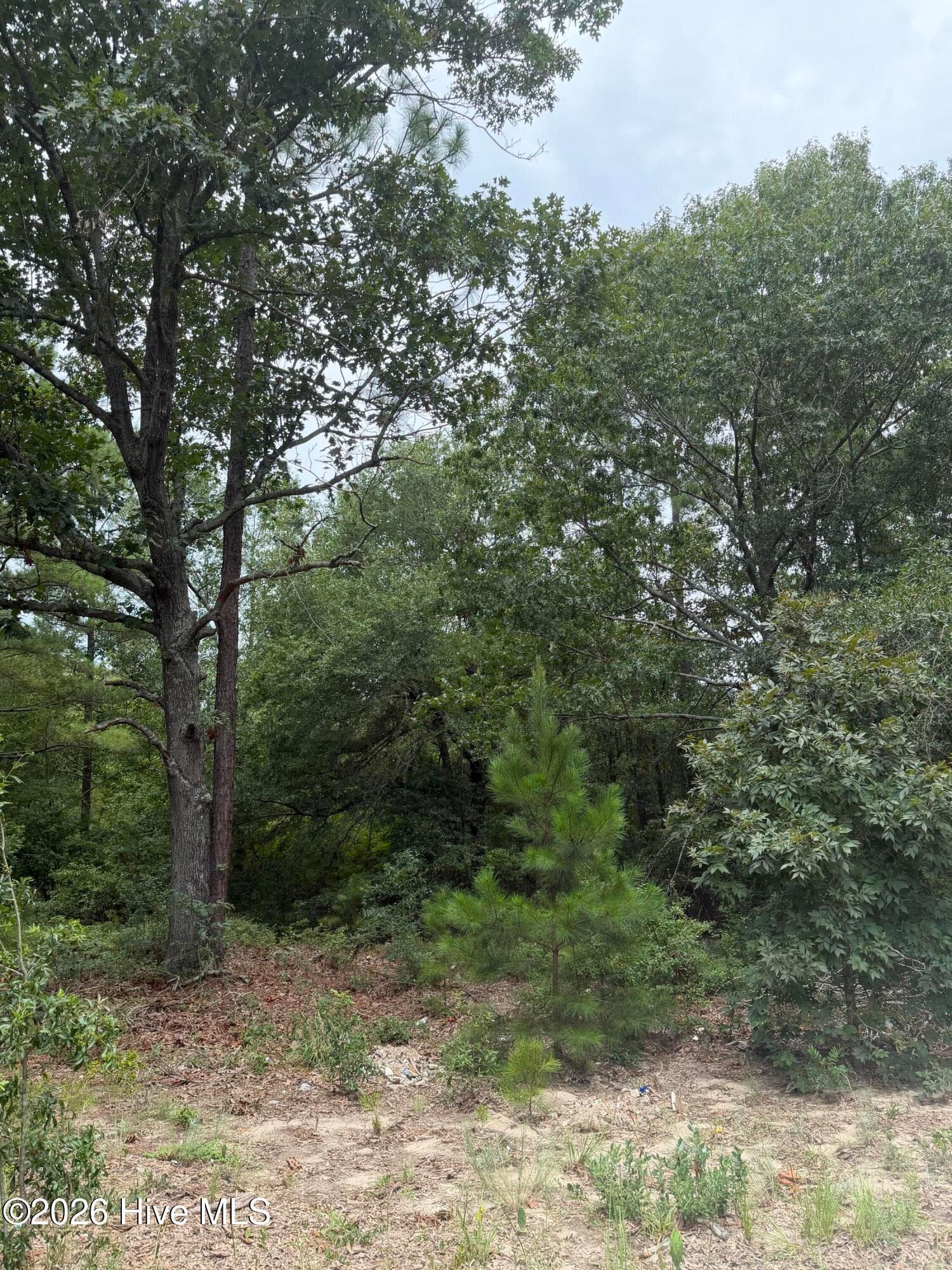 Undeveloped at 406 Douglas Drive, Beech Island, SC 29842, photo 3 of 3