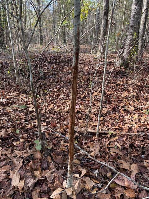 Residential Lot at Lot 12 Robin Boulevard, Swainsboro, GA 30401, photo 10 of 11