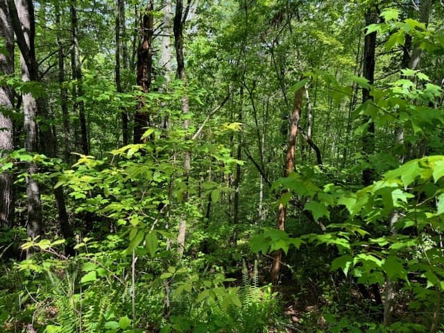 Land at Lot 16 Paradise, Marble, NC 28905, photo 6 of 8