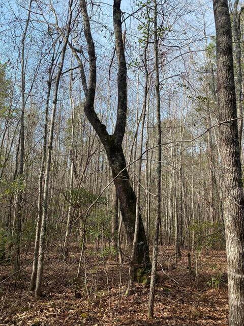 Residential Lot at Lot 12 Robin Boulevard, Swainsboro, GA 30401, photo 9 of 11