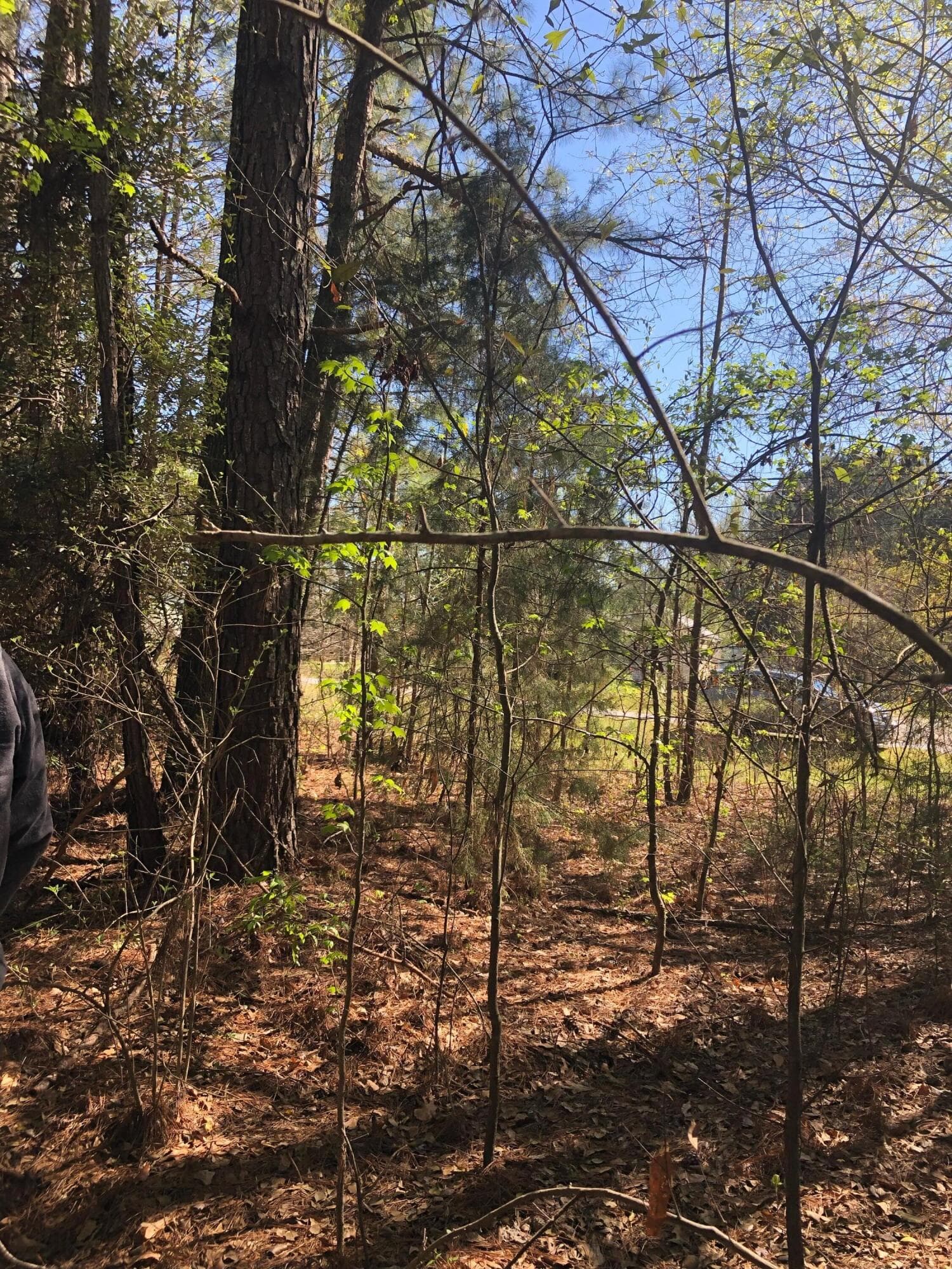 Undeveloped at 4.17 Acres Starr Hinson Road, Thomson, GA 30824, photo 14 of 17
