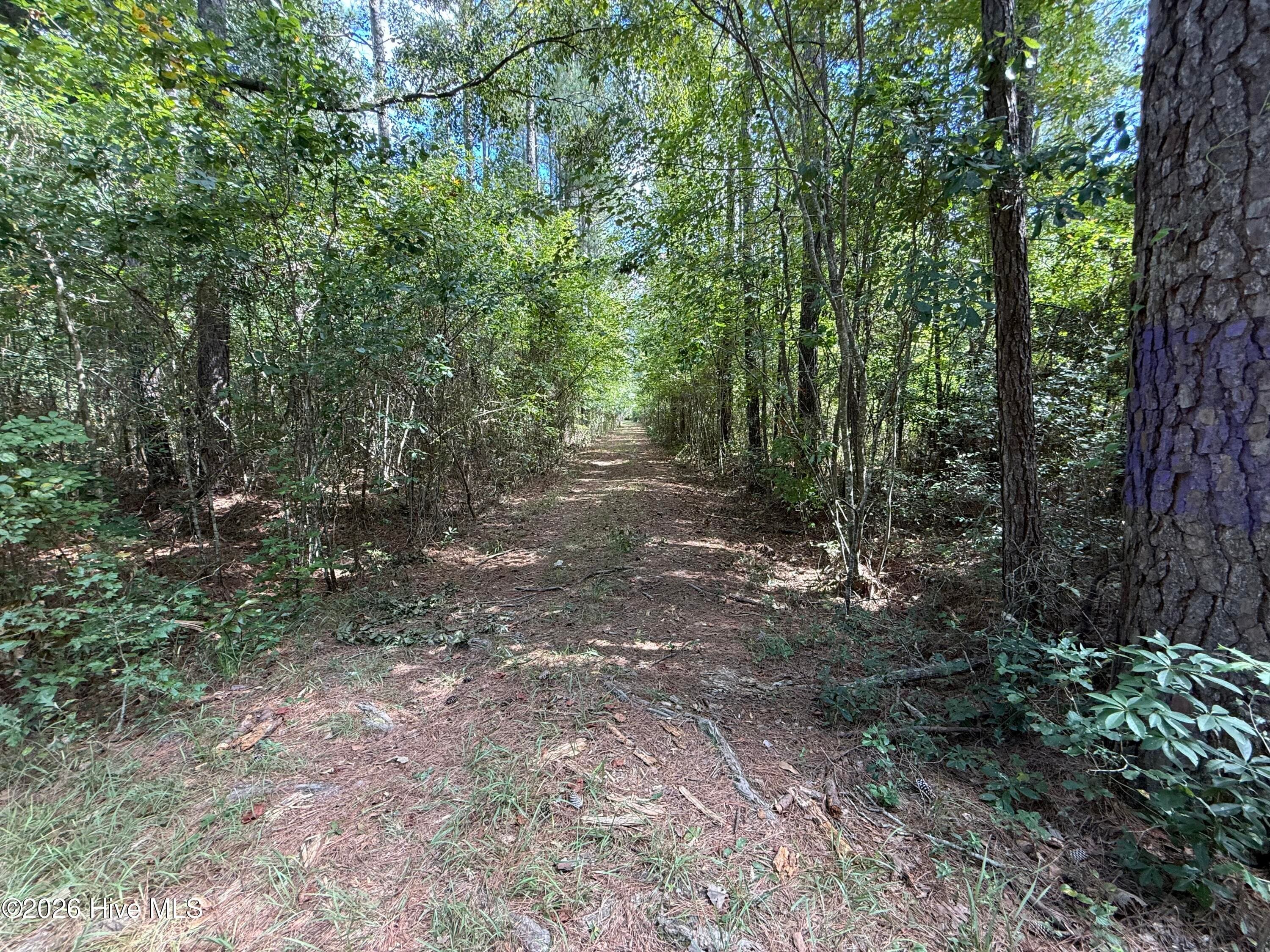 Wooded at Tbd Point Caswell Road, Atkinson, NC 28421, photo 3 of 16