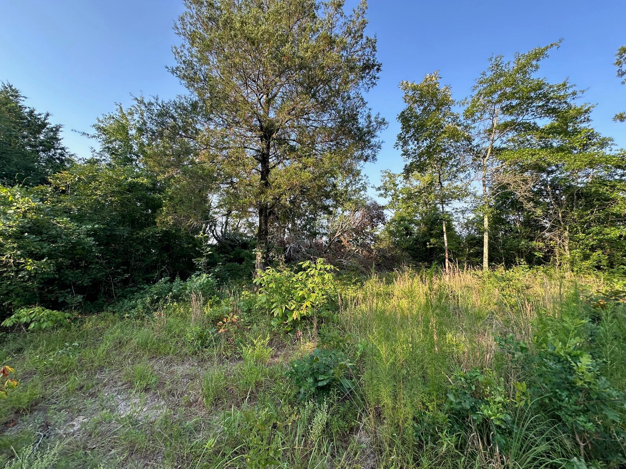 Undeveloped at 2576 Jessie James Pond Road, Wrens, GA 30833, photo 20 of 56