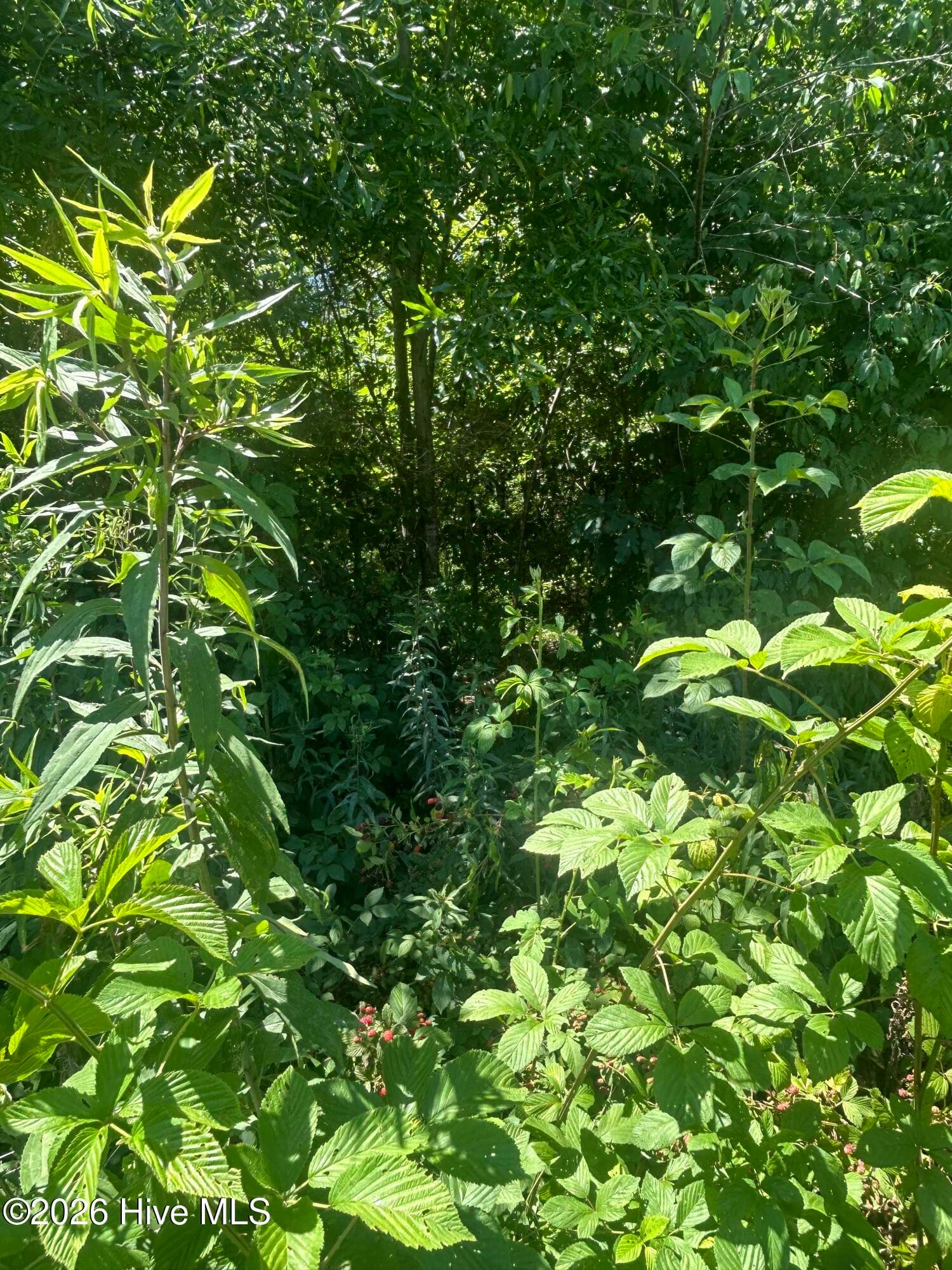 Tbd Nc Hwy 705, Robbins, NC 27325