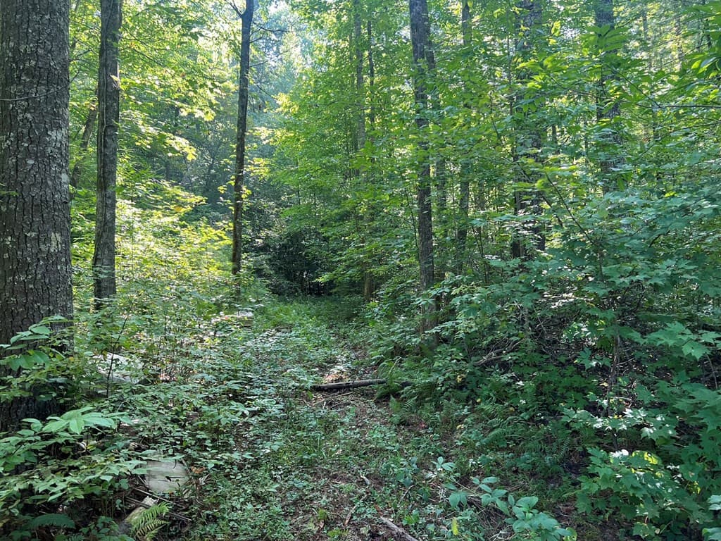 Undeveloped at 00 Rj Mountain View Drive, Murphy, NC 28906, photo 4 of 6