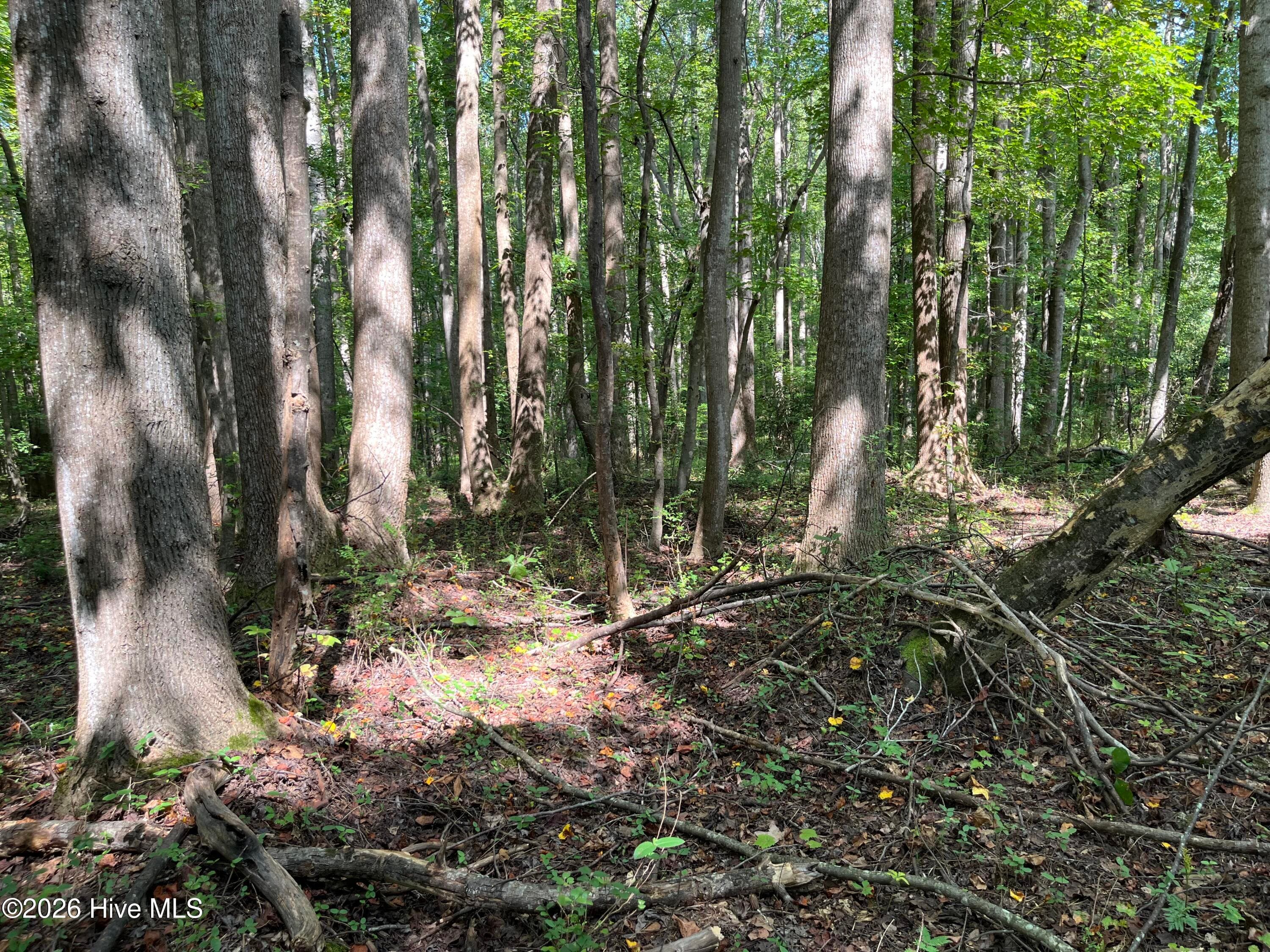 Undeveloped at 9011 Pleasant Grove Church Road, Spring Hope, NC 27882, photo 4 of 11