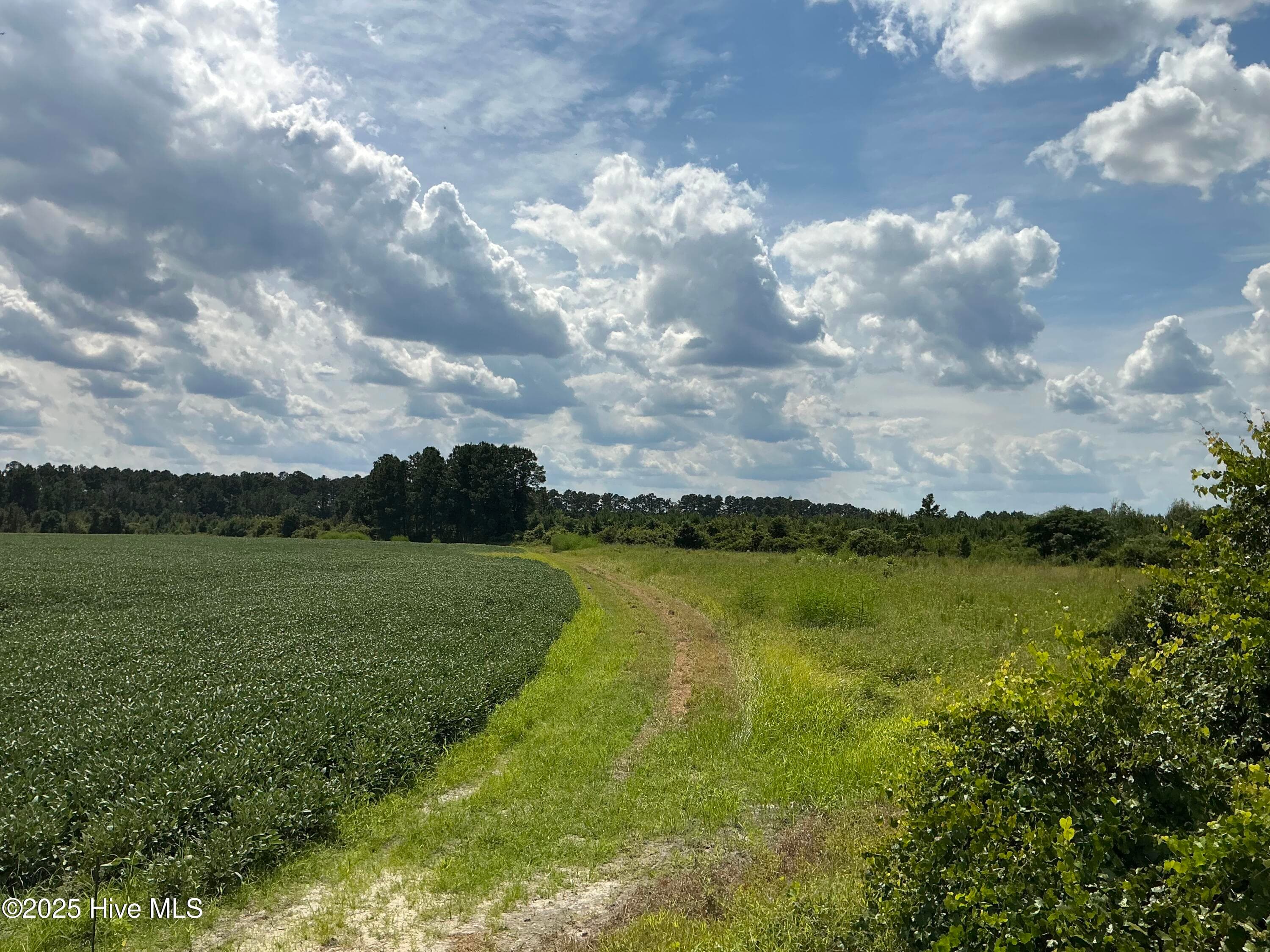 Farm at 0 Near 685 Rossie Ober Road, Whiteville, NC 28472, photo 7 of 9