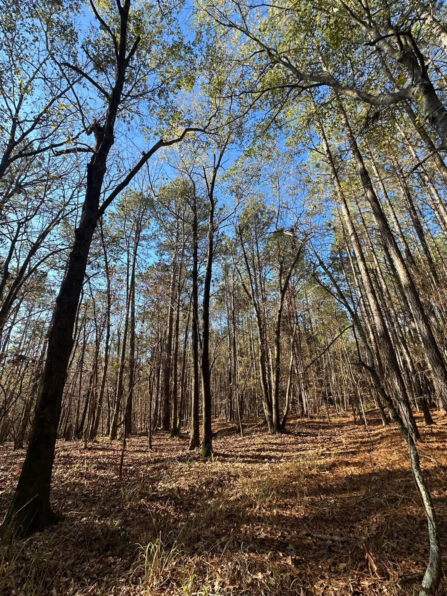Residential Lot at 1252 294 Rogers Road, Tignall, GA 30668, photo 8 of 29