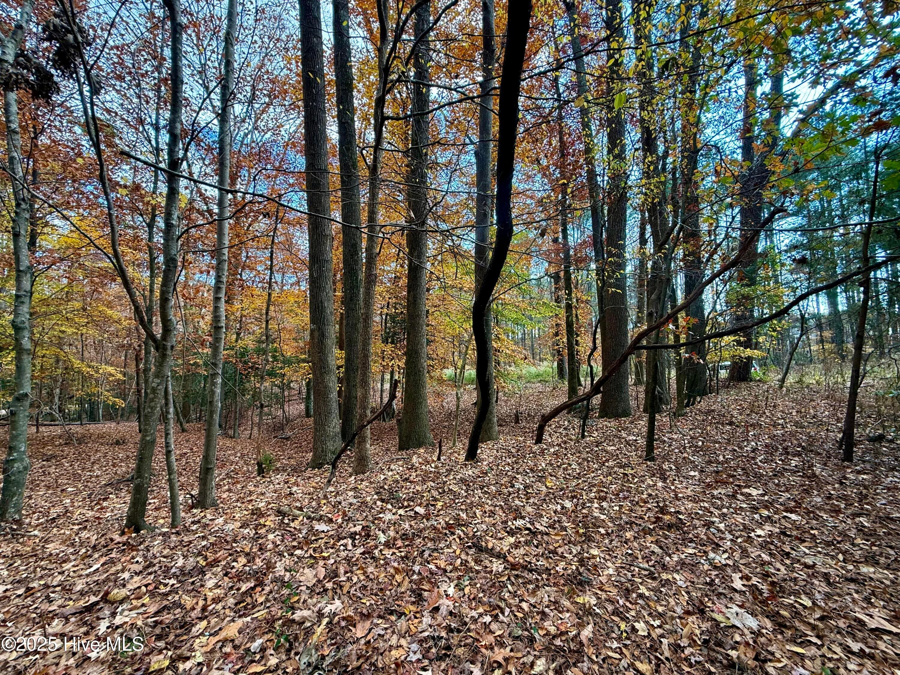 Wooded at 0 Williams Road, Williamston, NC 27892, photo 11 of 16