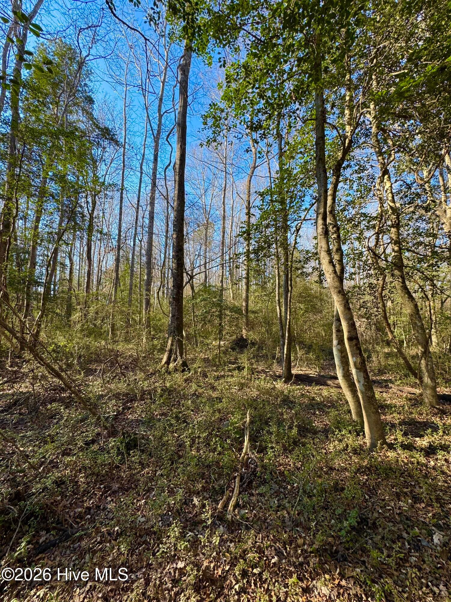 Wooded at 0 Fred Circle S, Kenly, NC 27542, photo 6 of 21