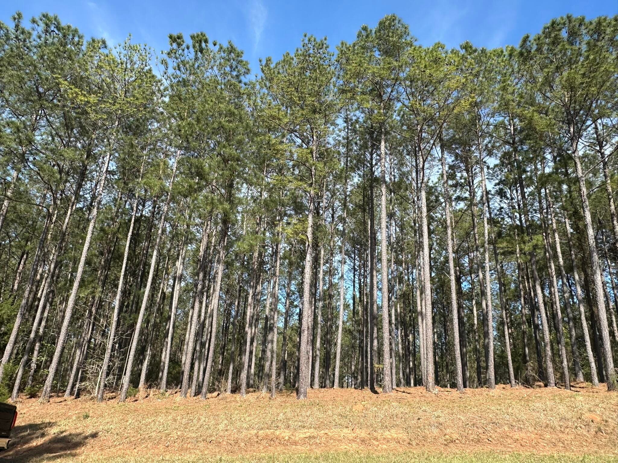 Lot 65 65 Maiden Cane Way, Lincolnton, GA 30817